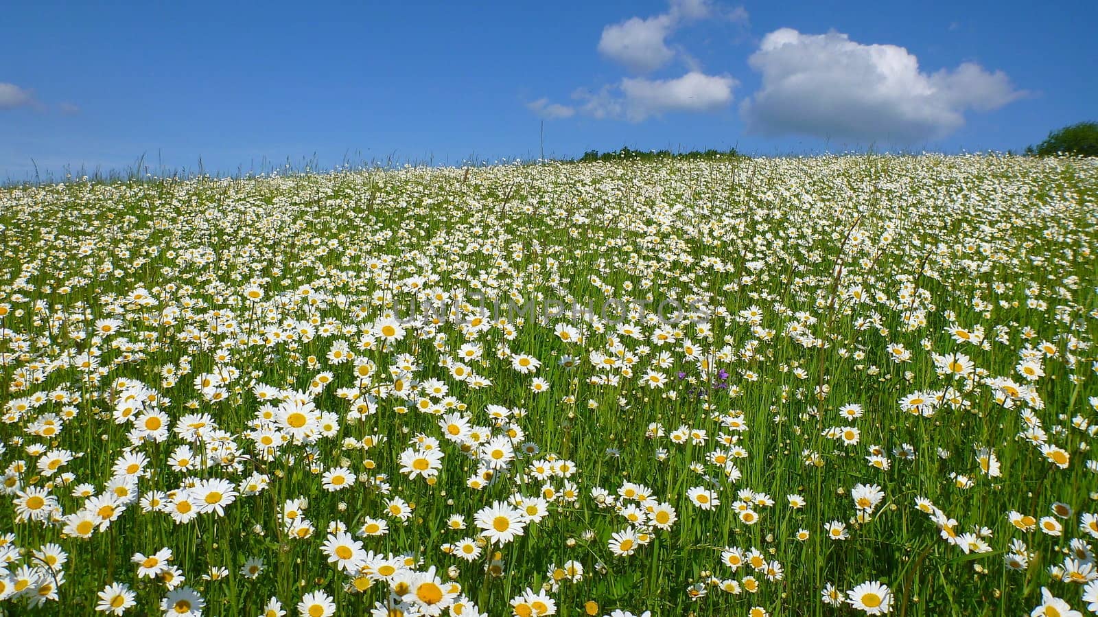 A Meadow Full Of Daisies under Blue Sky