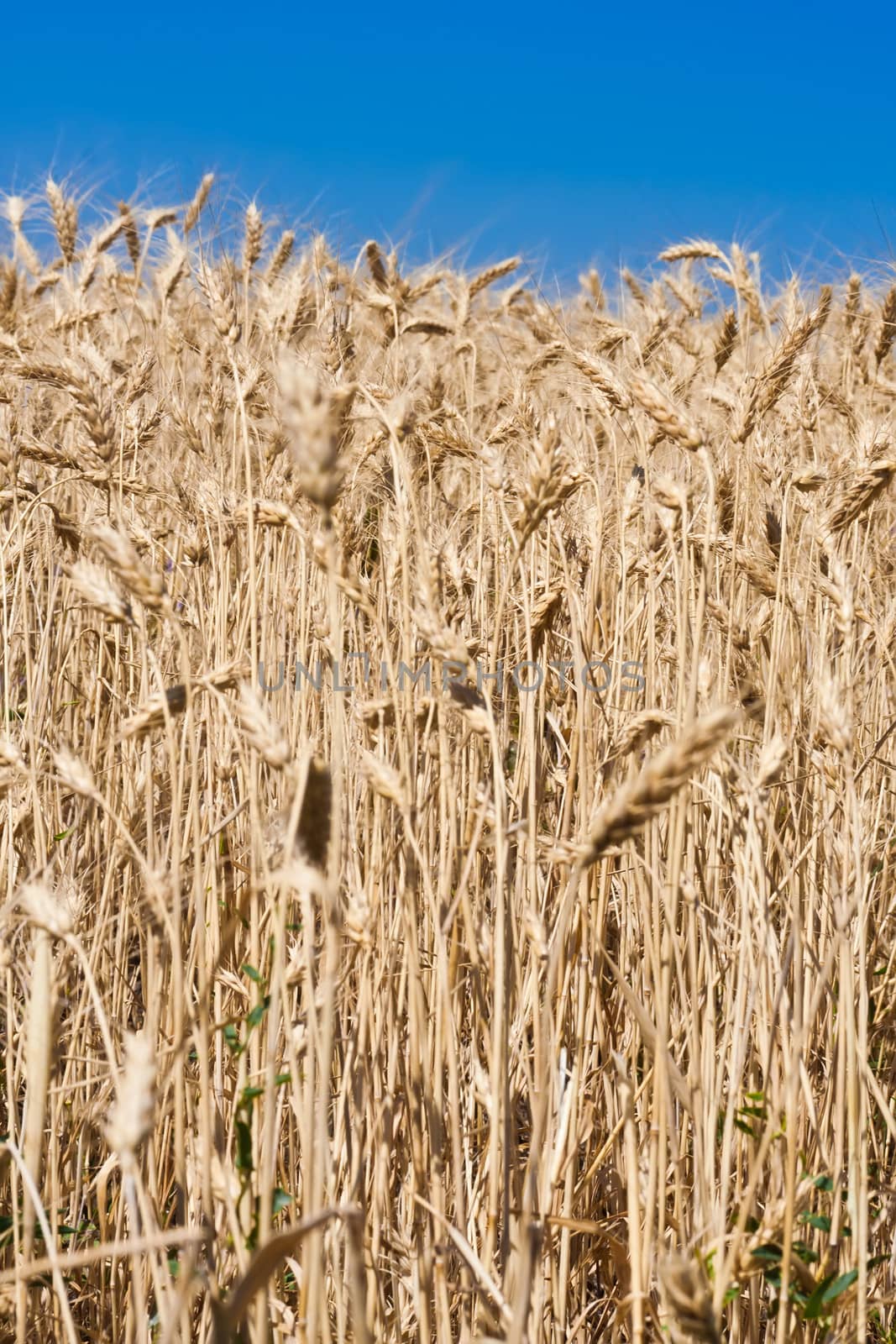 Beautiful golden wheat field under blue sky