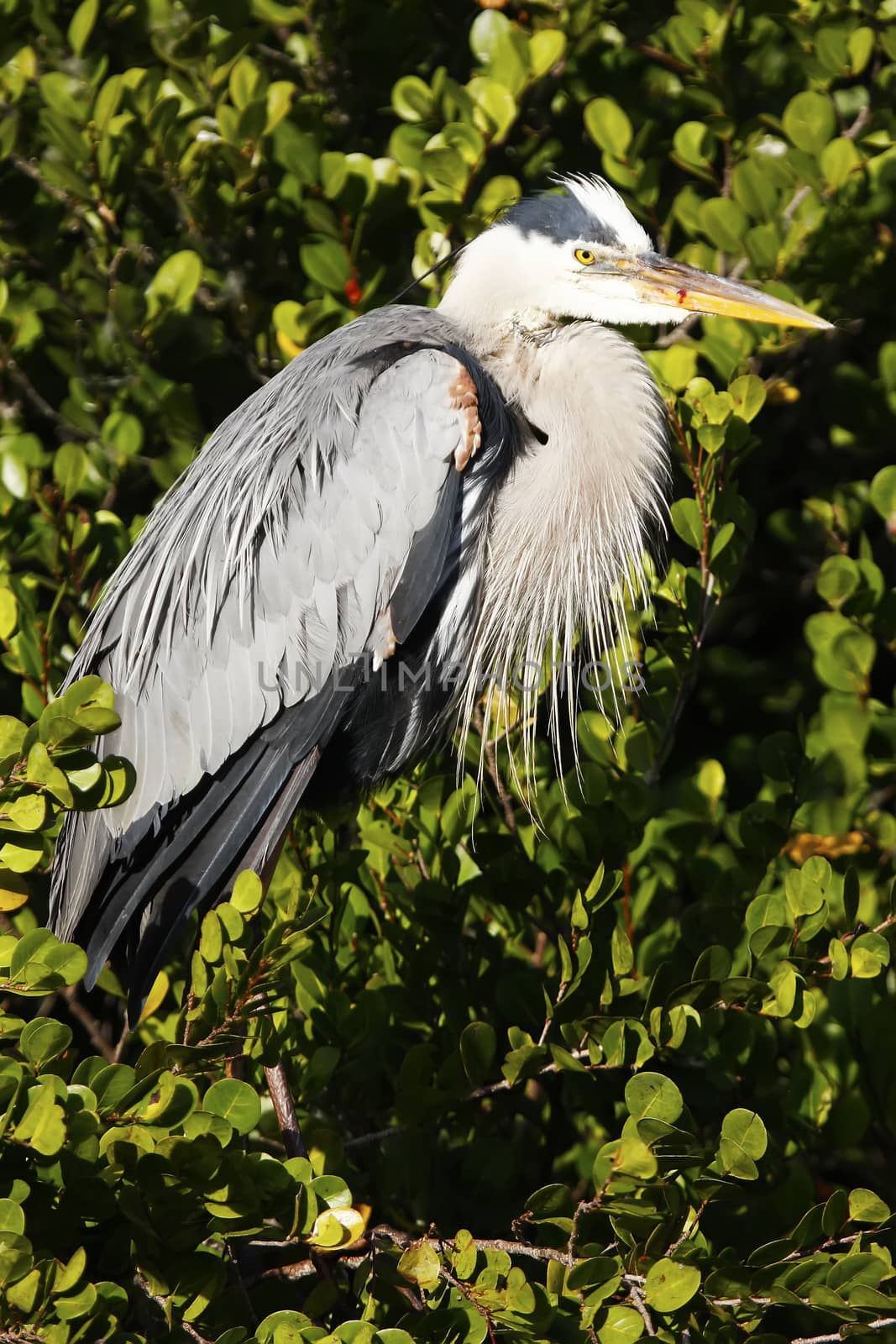 Great Blue Heron (Ardea herodias) by donya_nedomam