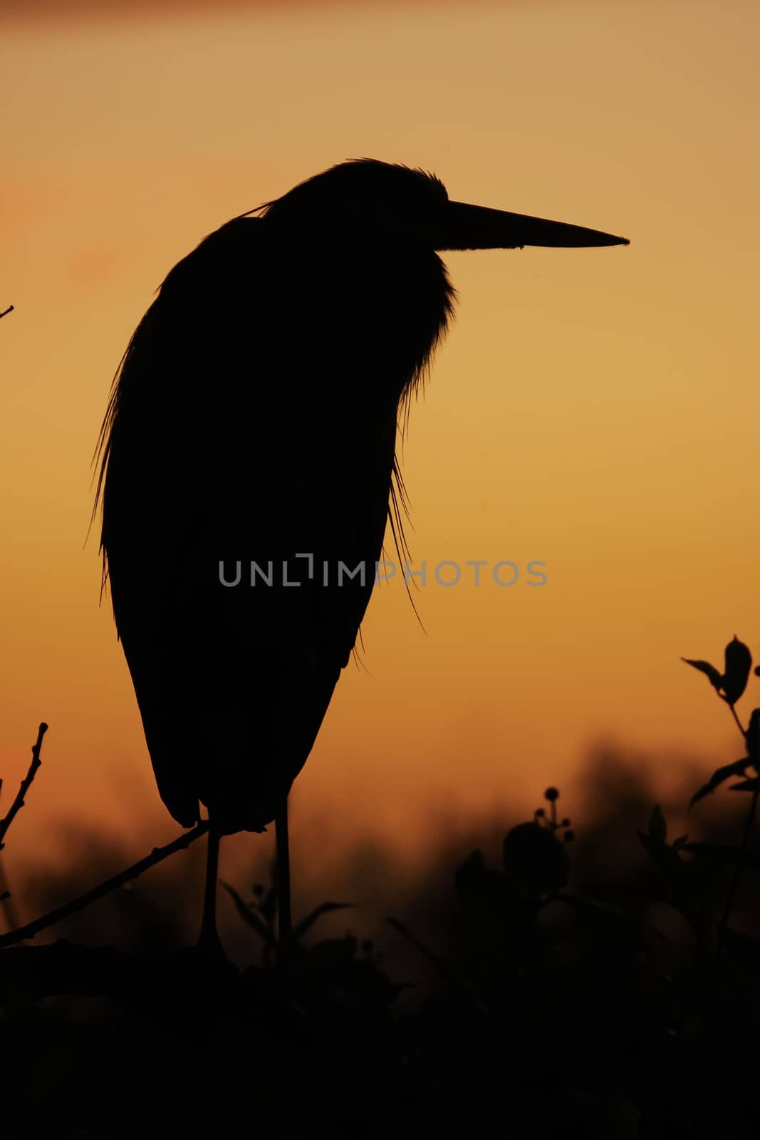 Great Blue Heron (Ardea herodias) silhouette at sunrise by donya_nedomam