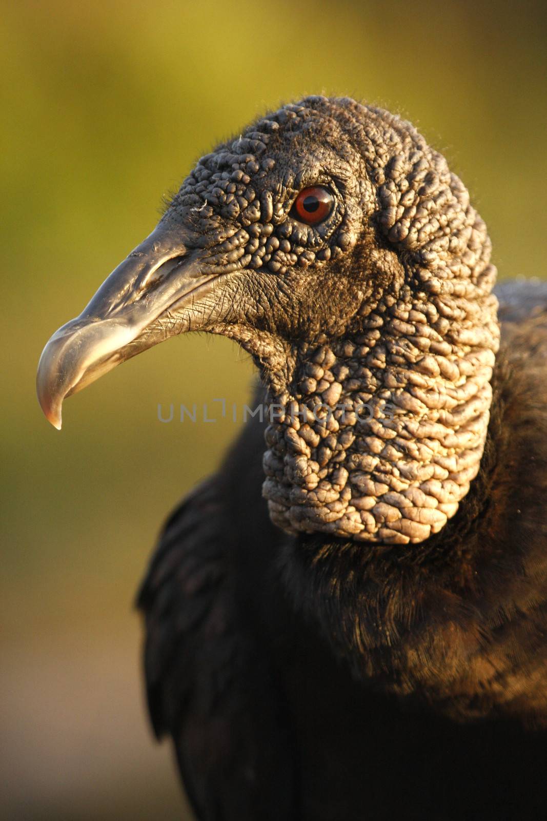 Portrait of Turkey Vulture (Cathartes aura)