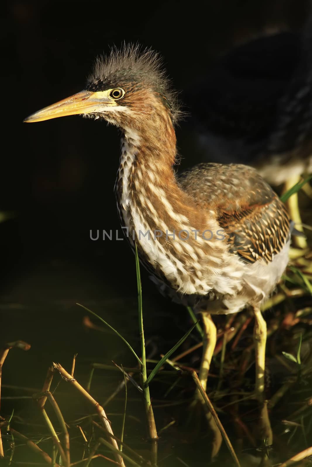 Green Heron (Butorides virescens) by donya_nedomam