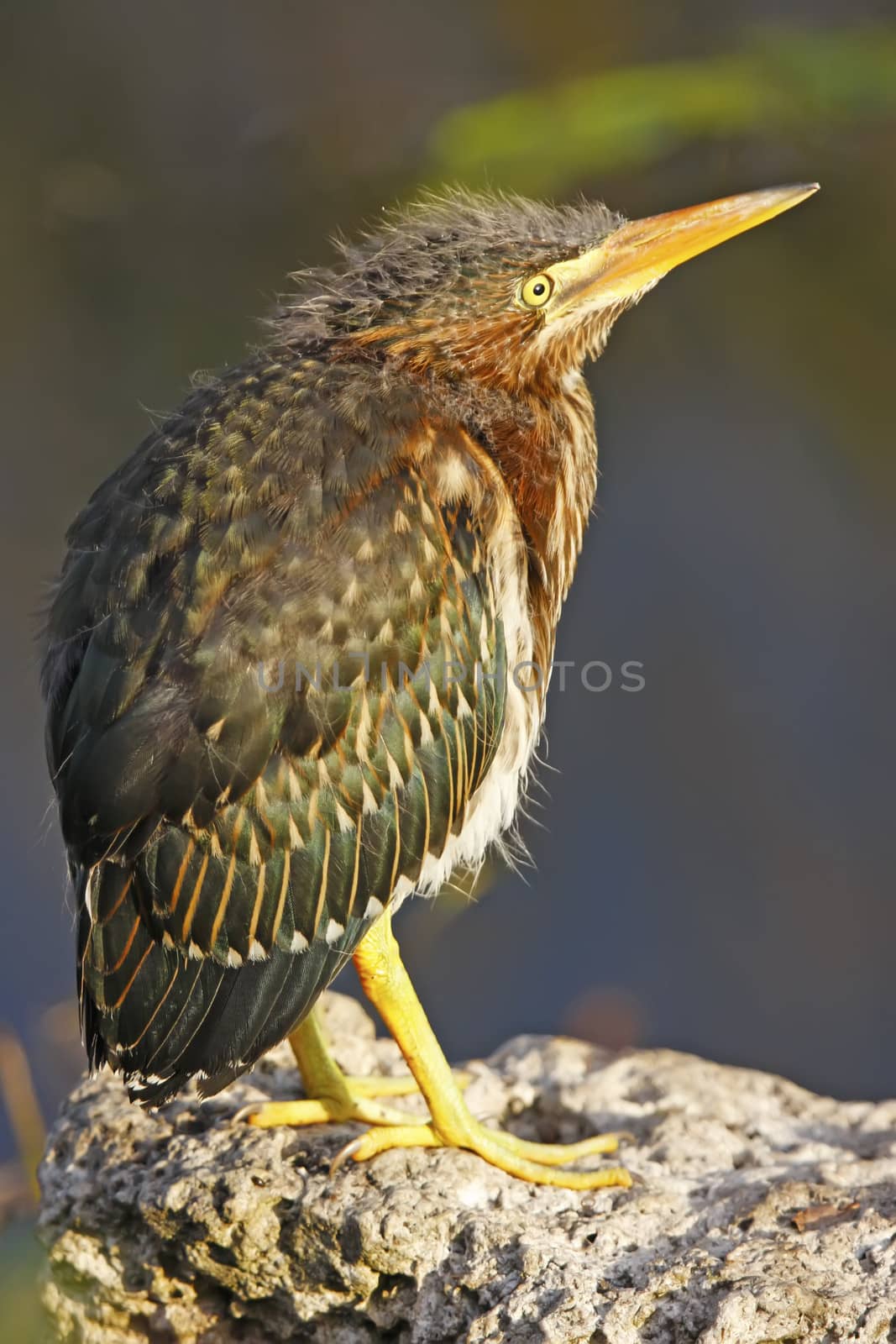 Green Heron (Butorides virescens)