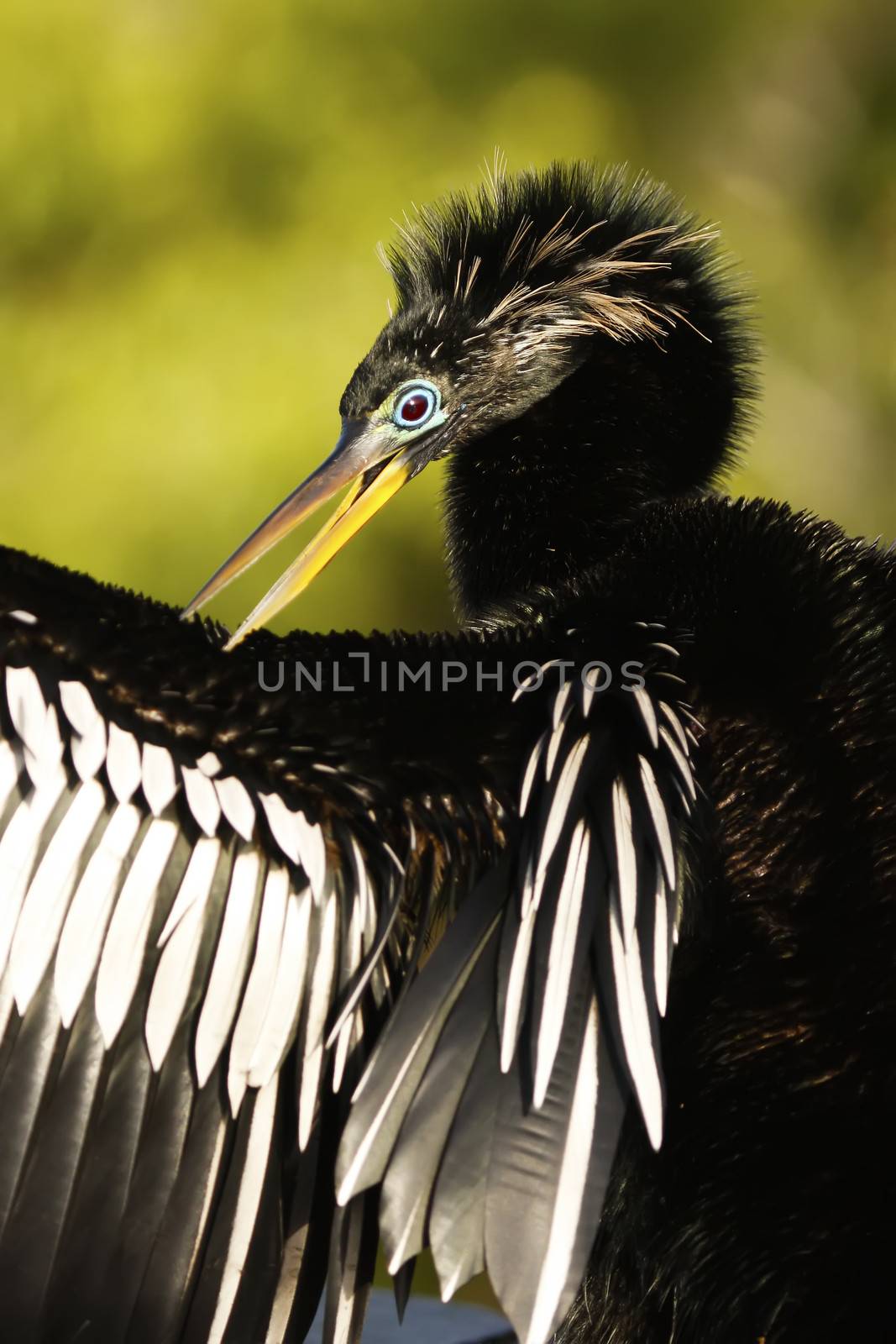 Anhinga (Anhinga anhinga) male with breeding colors