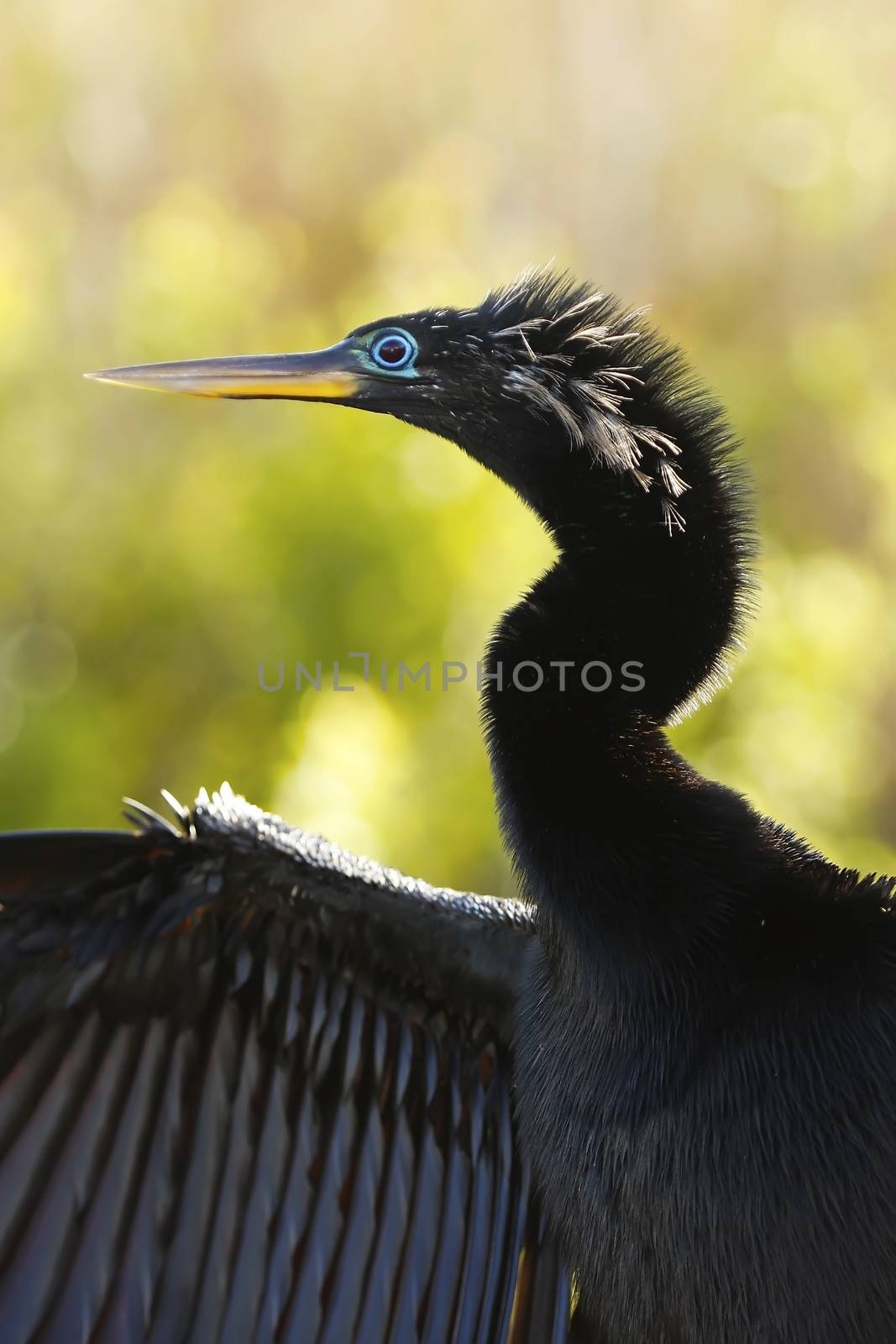 Anhinga (Anhinga anhinga) male with breeding colors by donya_nedomam