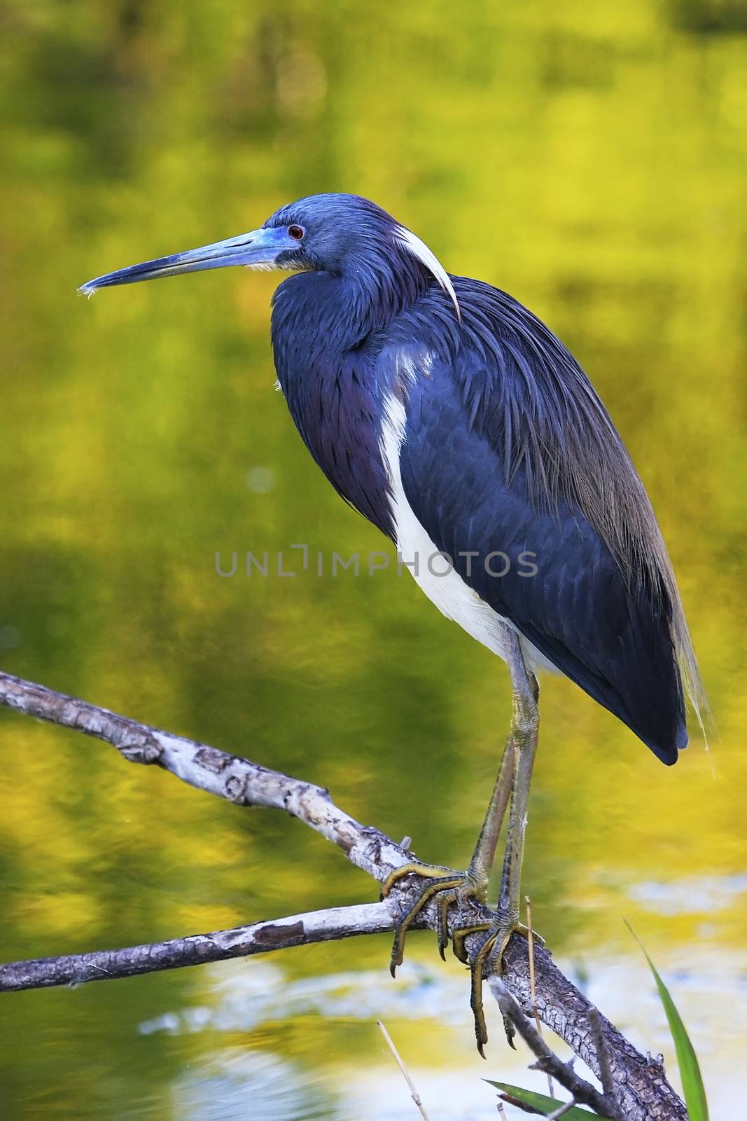 Tricolored Heron (Egretta tricolor)