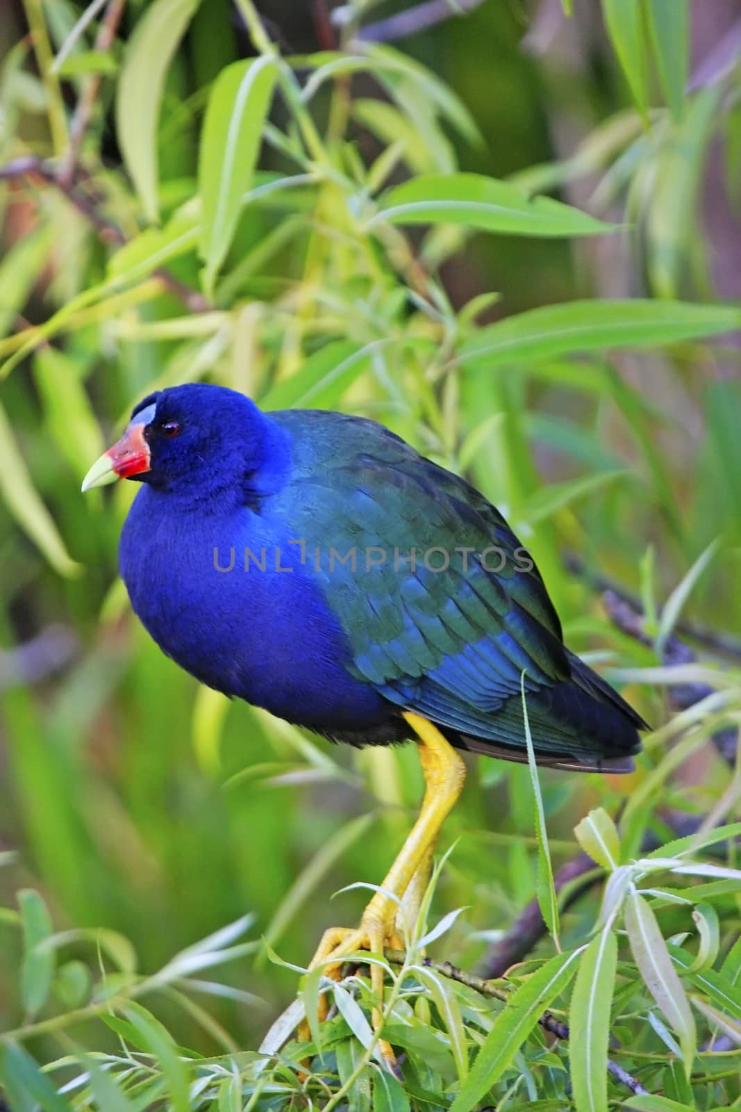  Purple Gallinule (Porphyrula martinica) by donya_nedomam