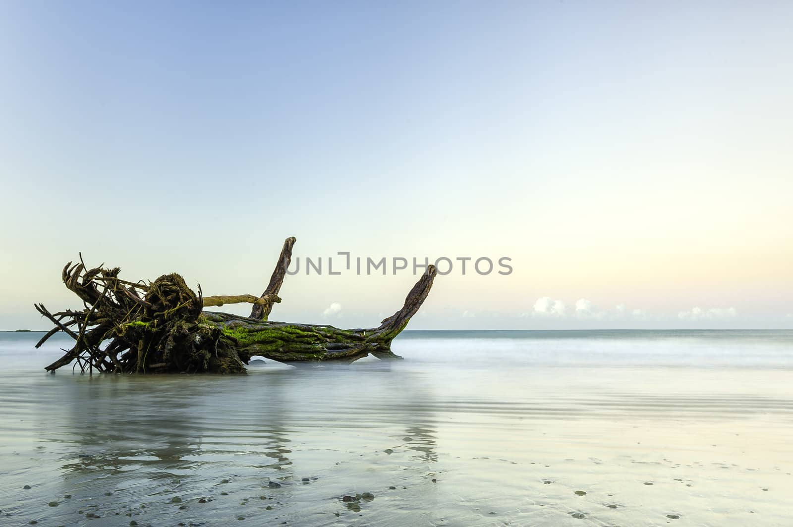 Driftwood by billberryphotography