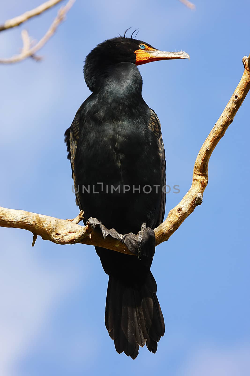 Double-Crested Cormorant male (Phalaccrocorax auritus)