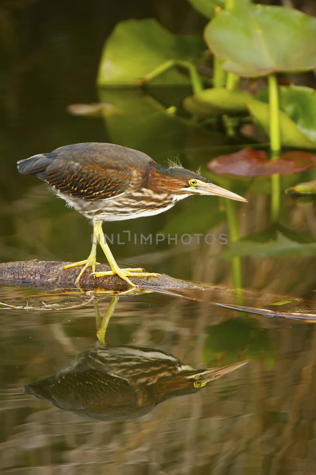 Green Heron (Butorides virescens)