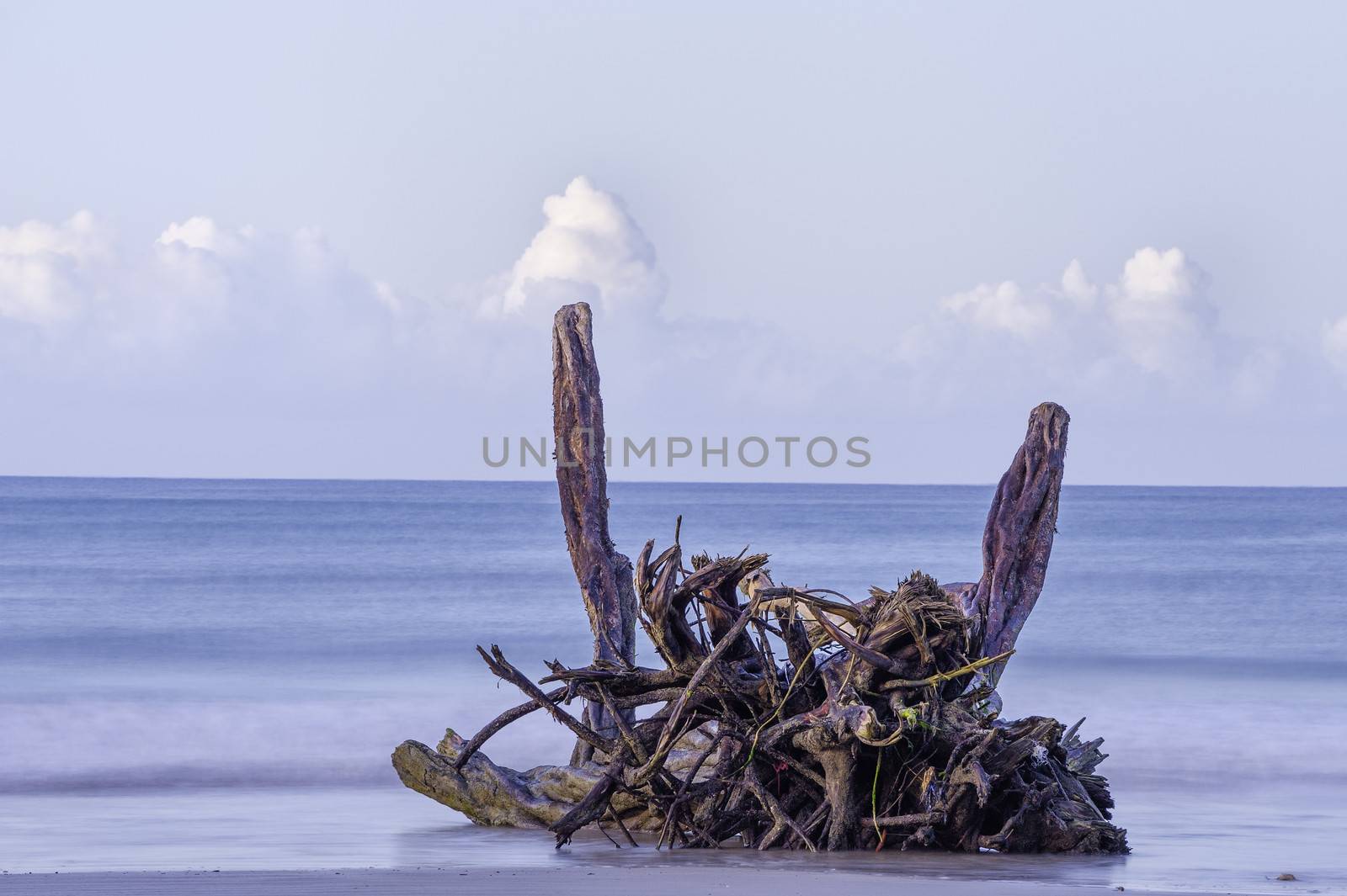 Driftwood photographed in the soft early dawn light.