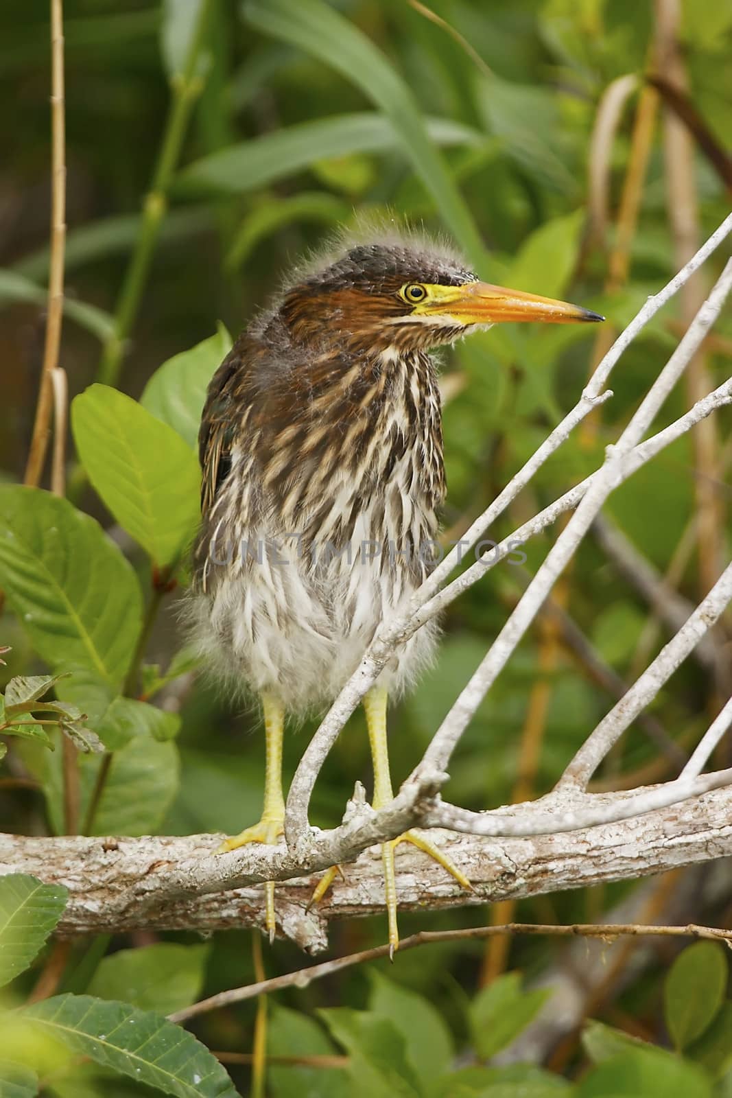 Green Heron (Butorides virescens)