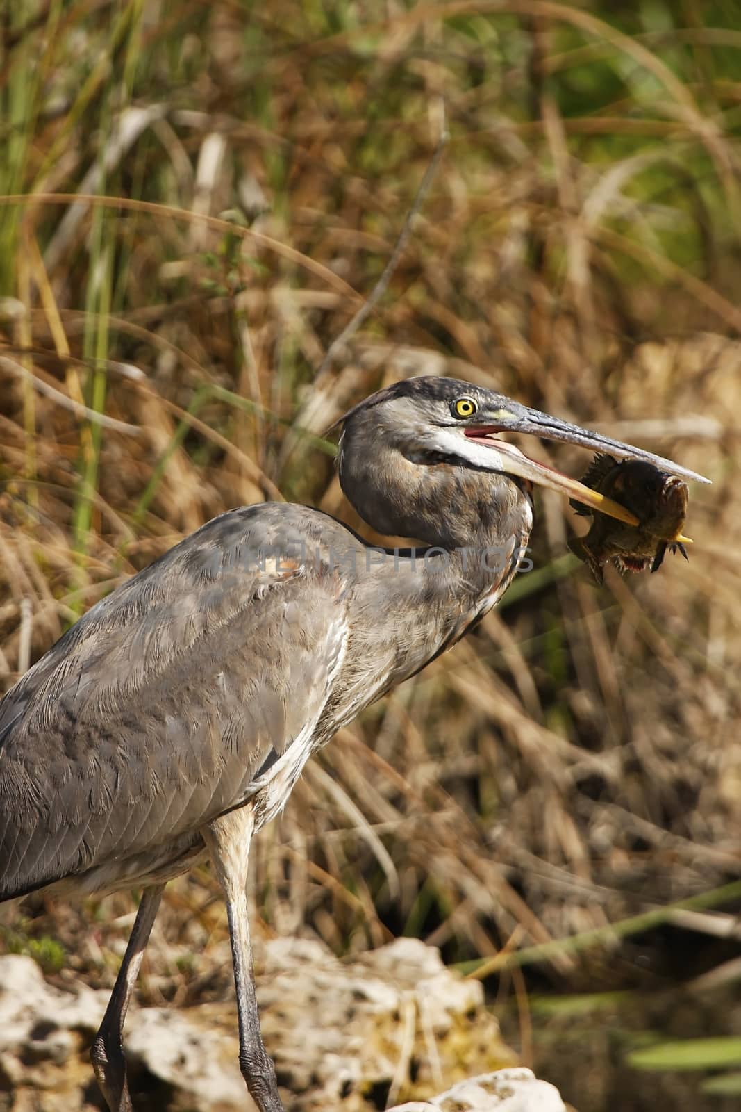 Great Blue Heron (Ardea herodias) with a fish by donya_nedomam