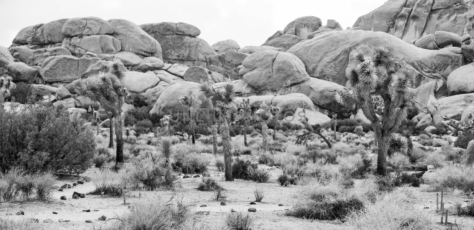 Joshua Tree National Park, USA. Detail of this amazing and unique place