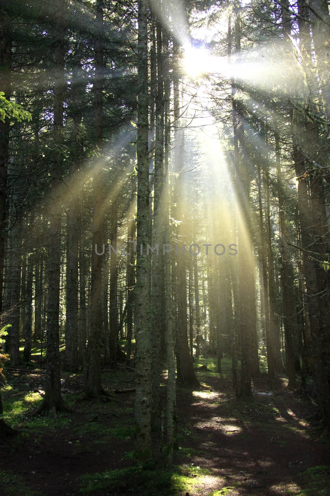 Sun rays in morning forest by donya_nedomam