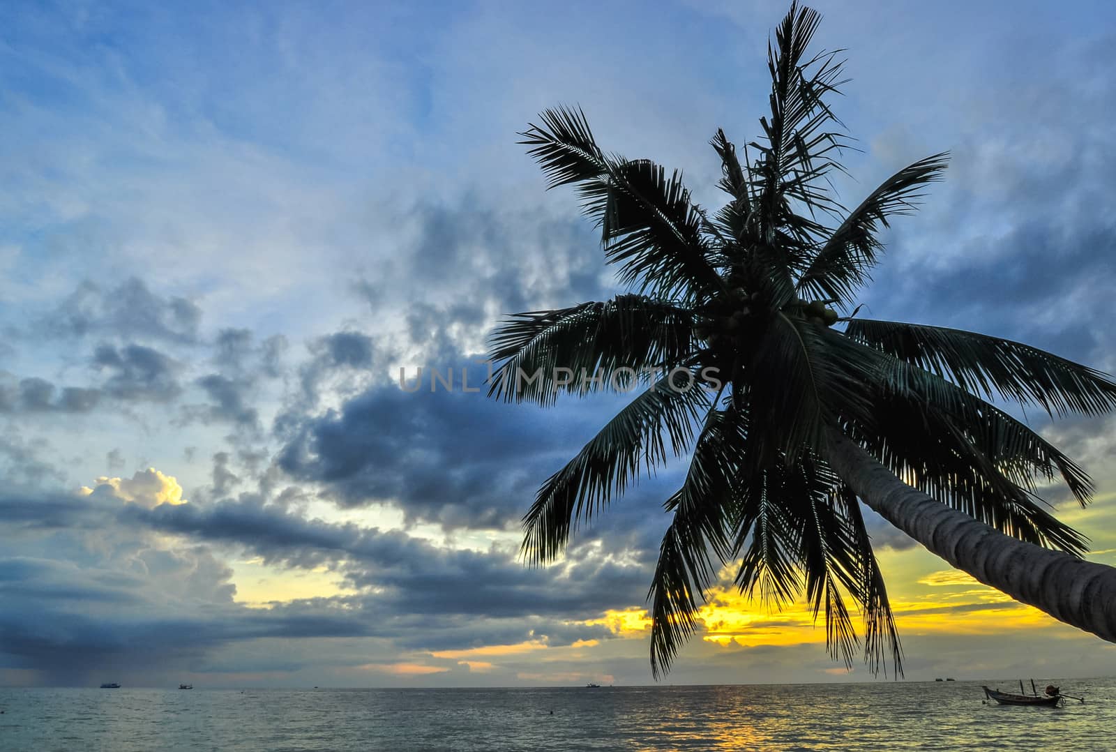 Coconut palms on sand beach in tropic on sunset. Thailand, Koh Chang, Klong Prao beach   , Asia.