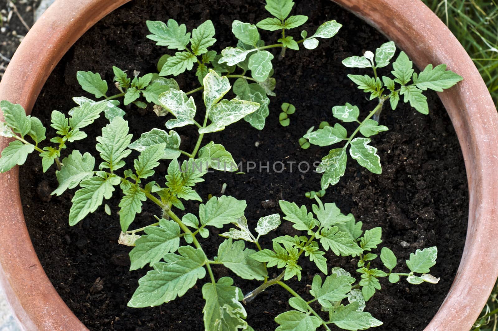 Green tomato seedlings