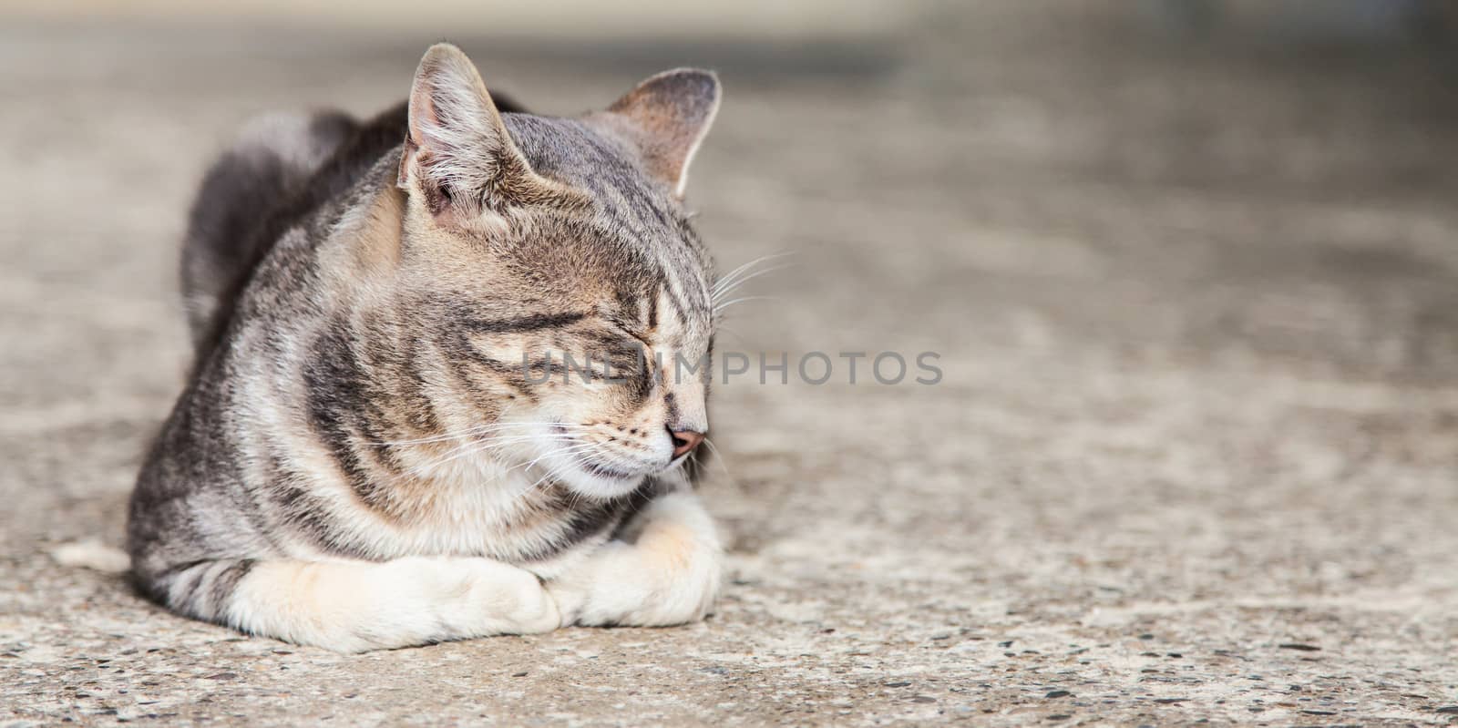 A cute European cat sleeping on stone