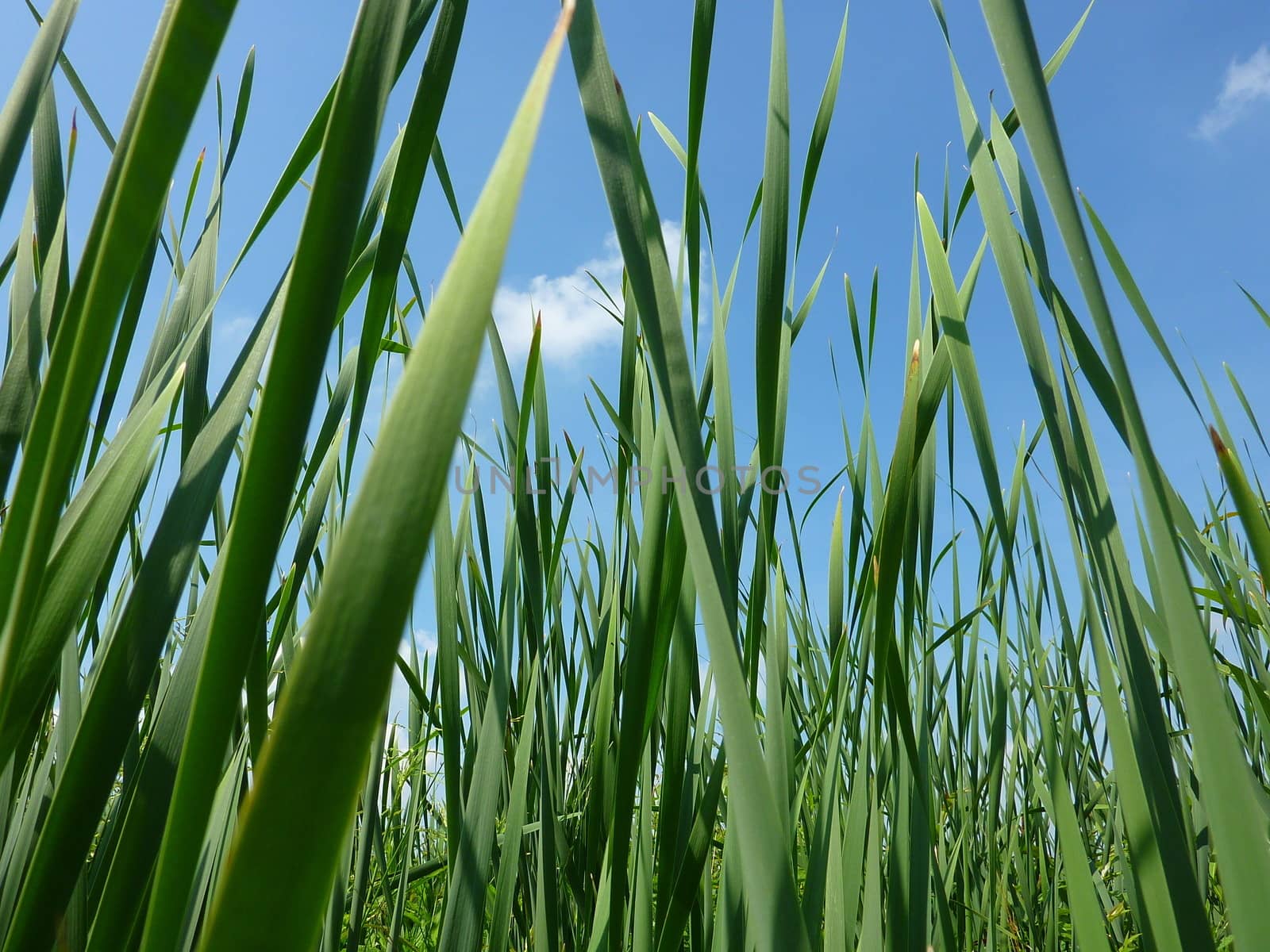 Photo of green grass against blue sky.