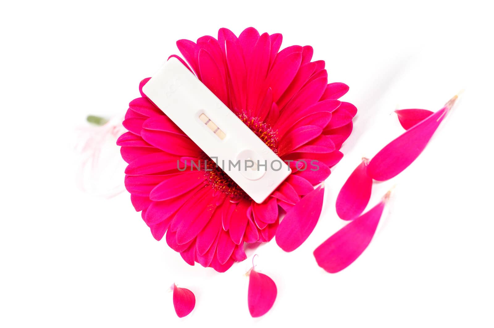 Shot of ositive pregnancy test and pink gerbera