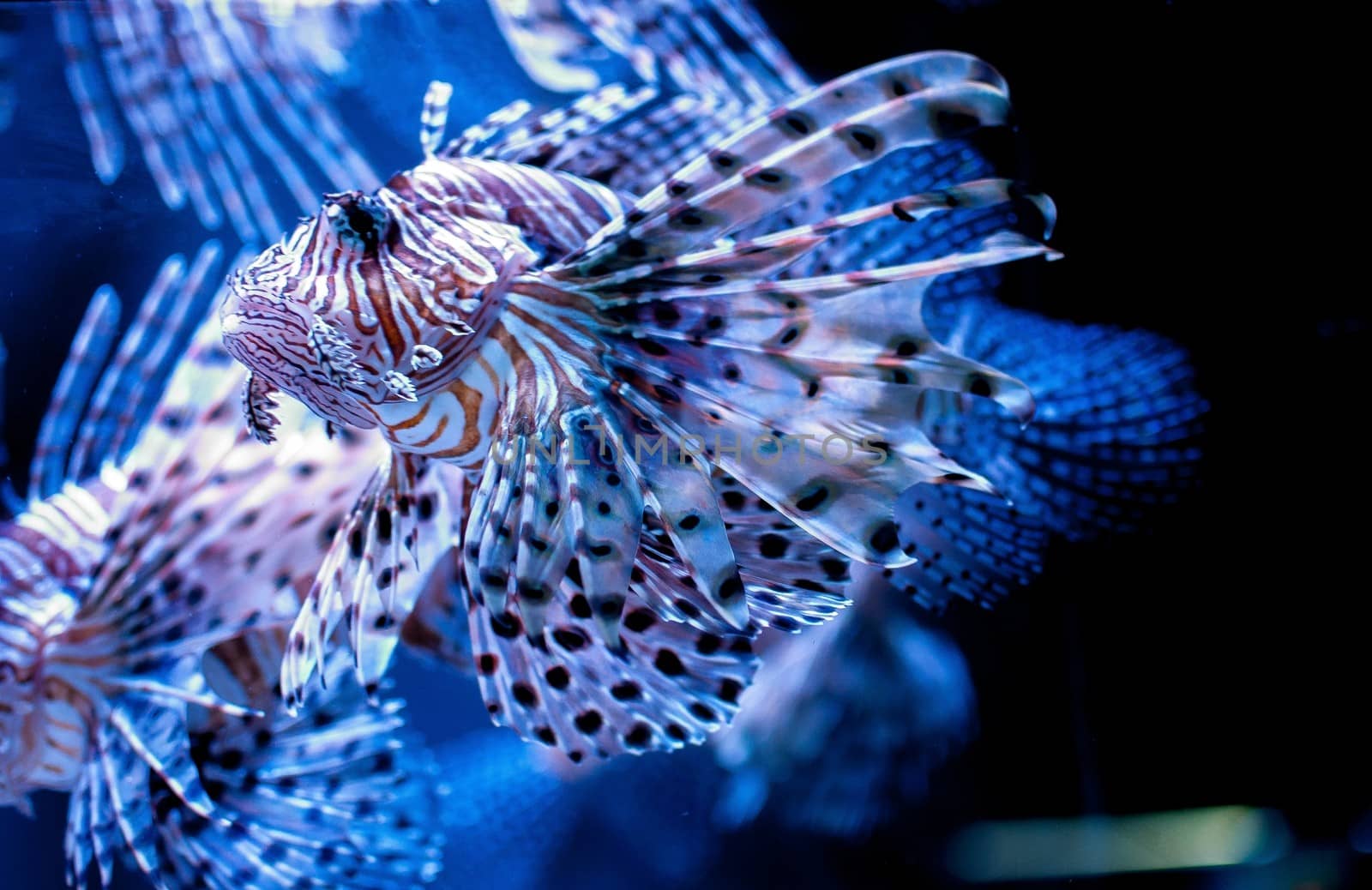 lion fish swimming