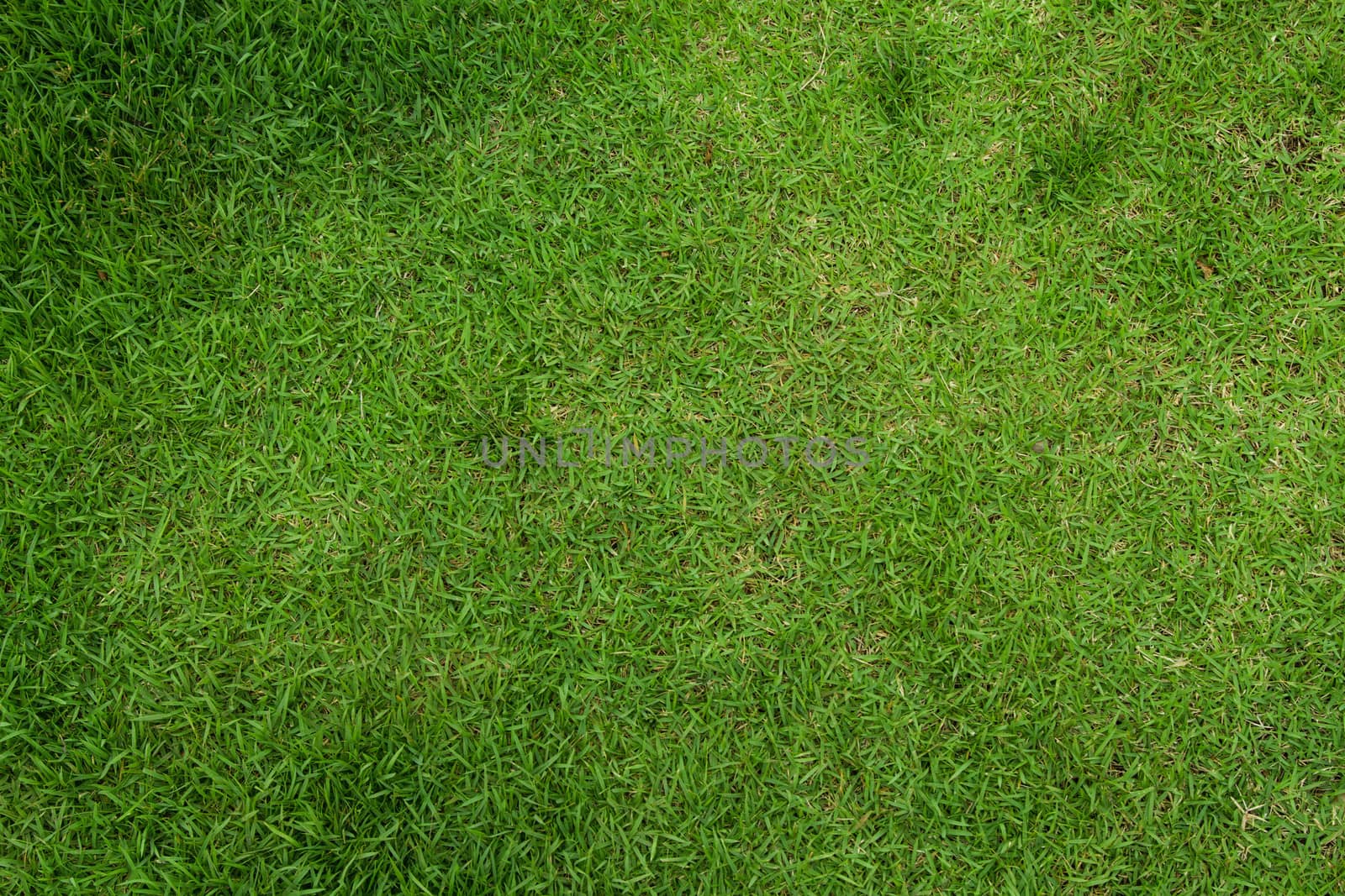 Fresh green grass top view with for background