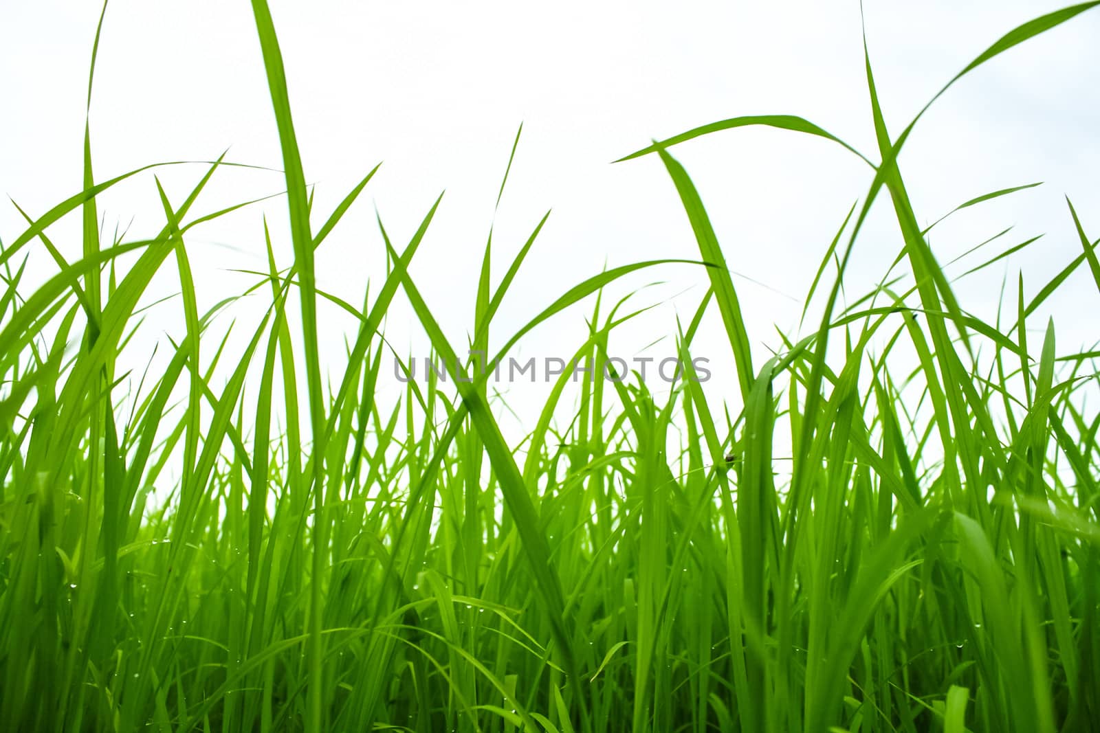 Closeup green paddy in field with sky