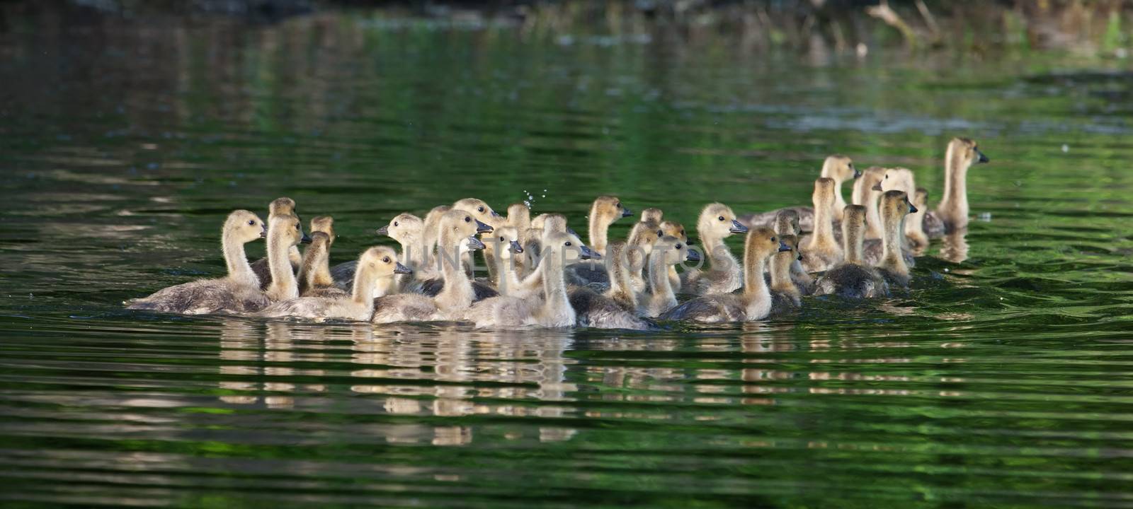 A family of Canadian goslings swimming together