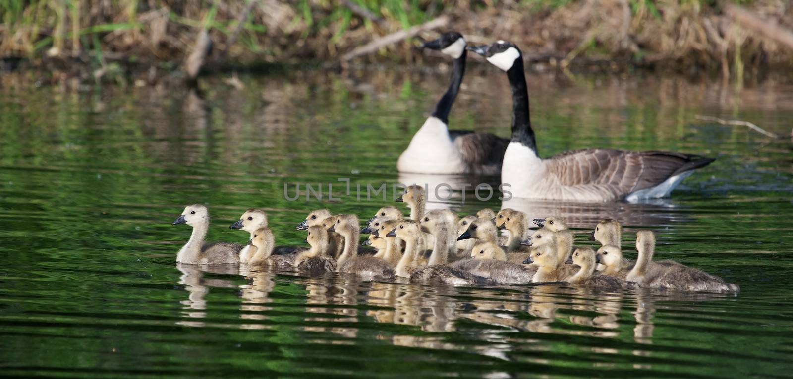 A family of Canadian goslings swimming together
