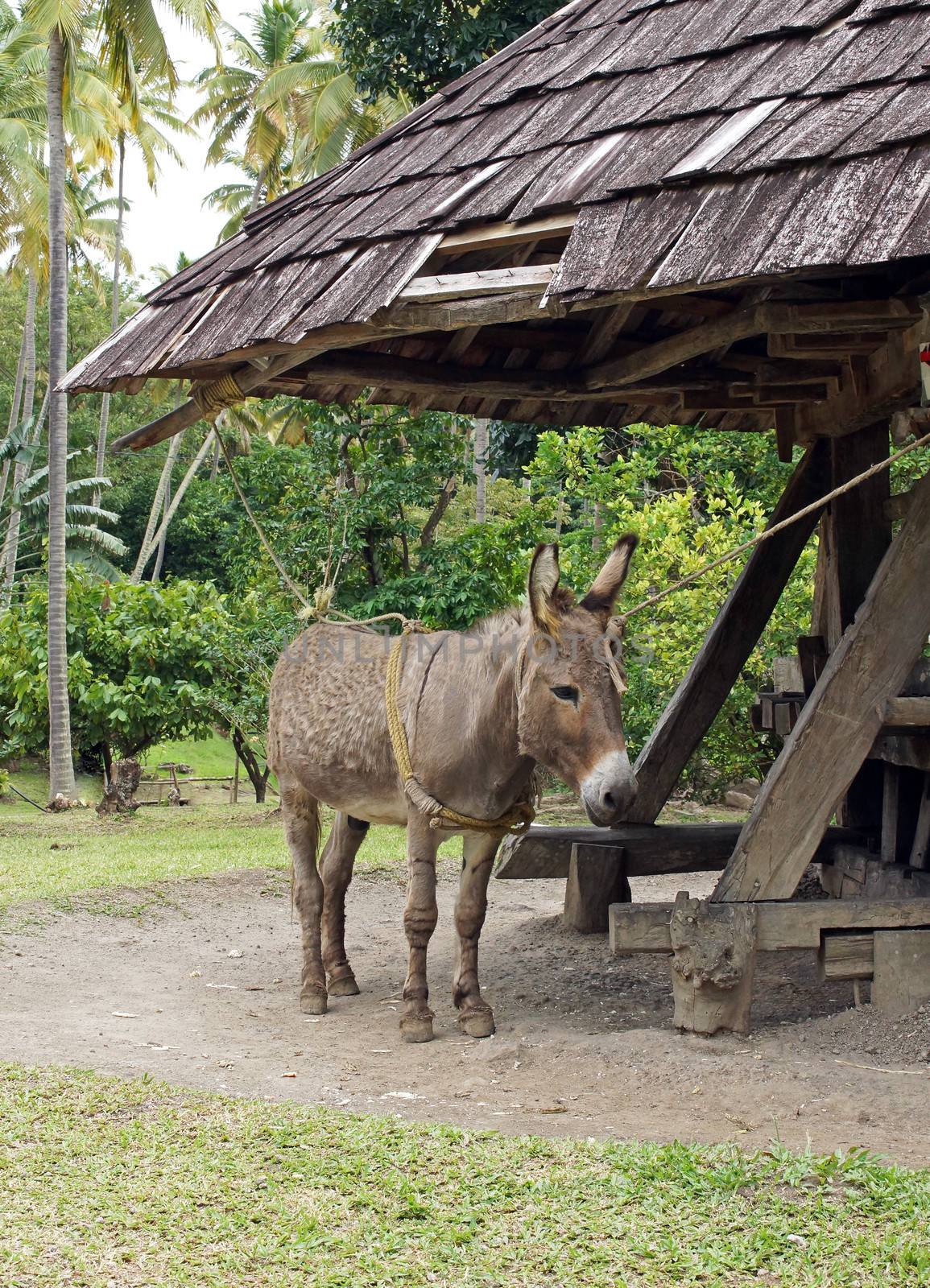 Donkey working on a historic cane mill, Saint Lucia, Caribbean
