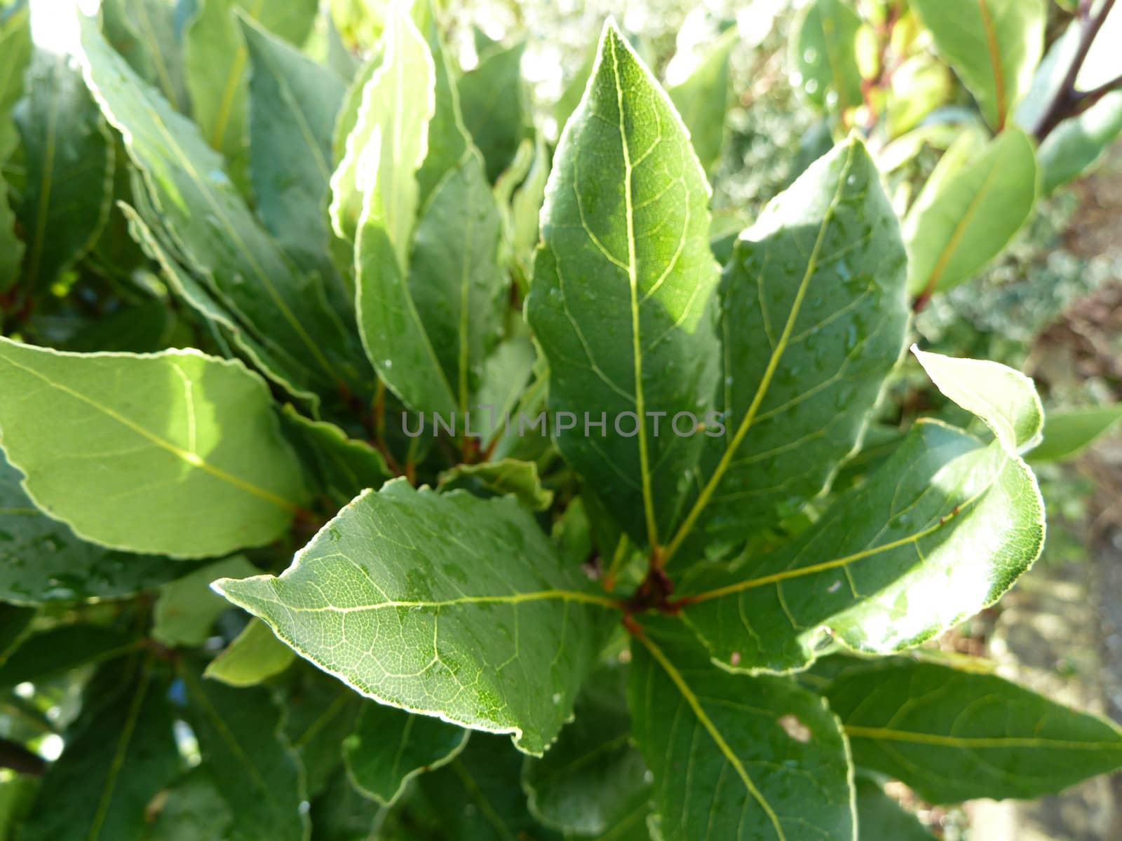Bright Green Bay leaves on a bay tree
