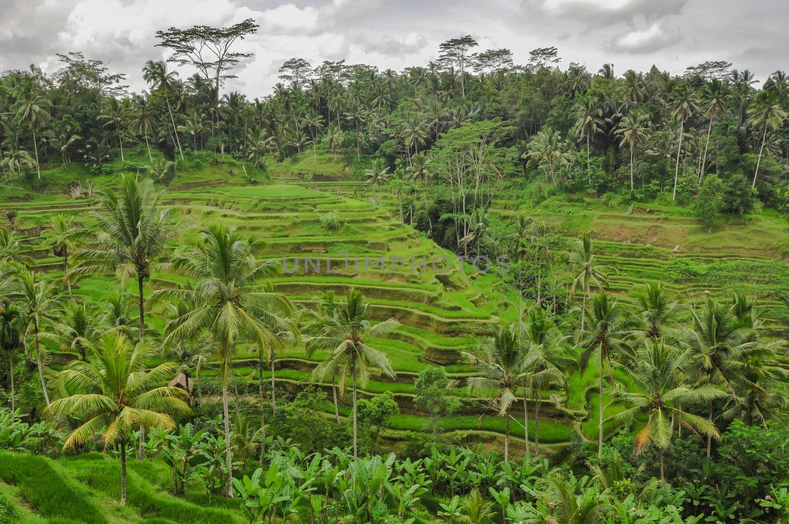 Bali ricefield  Indonesia Ubud Bali by weltreisendertj