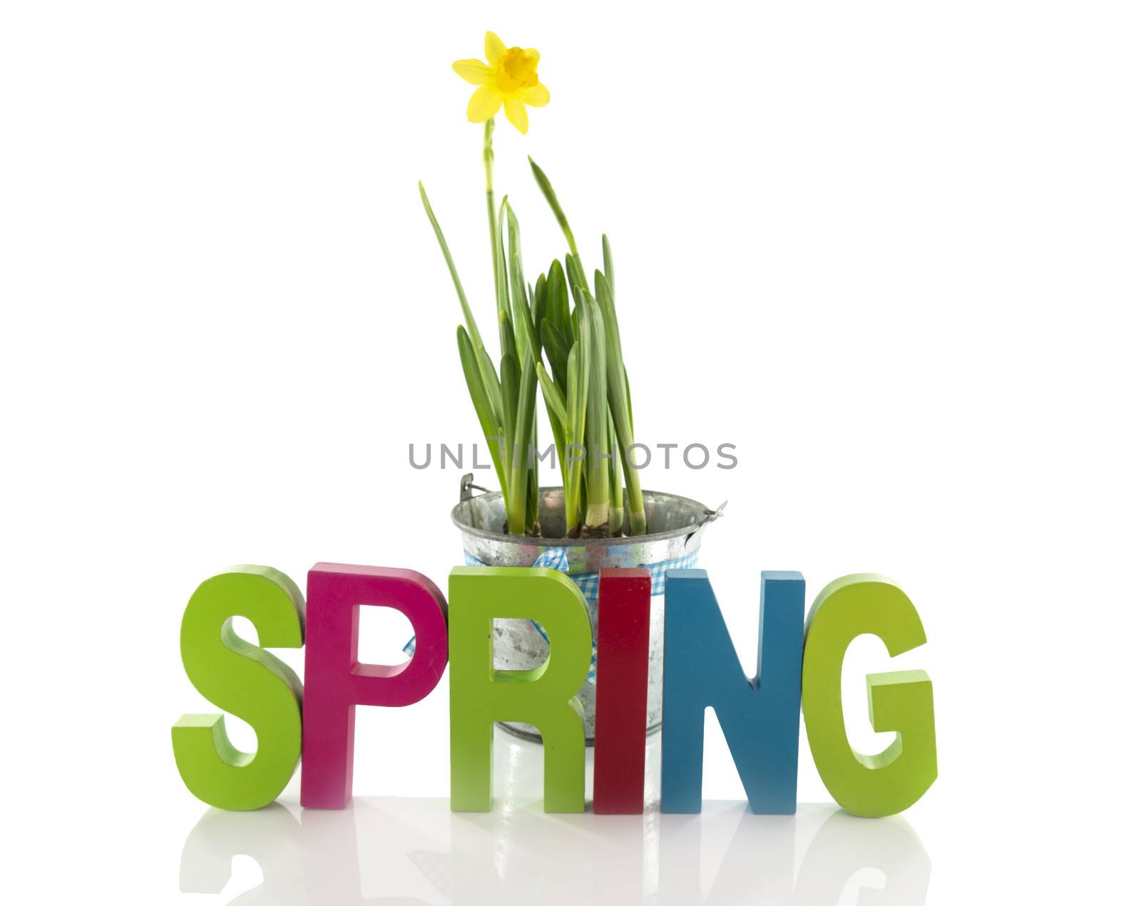 metal bucket with yellow narcissus flower an the text spring