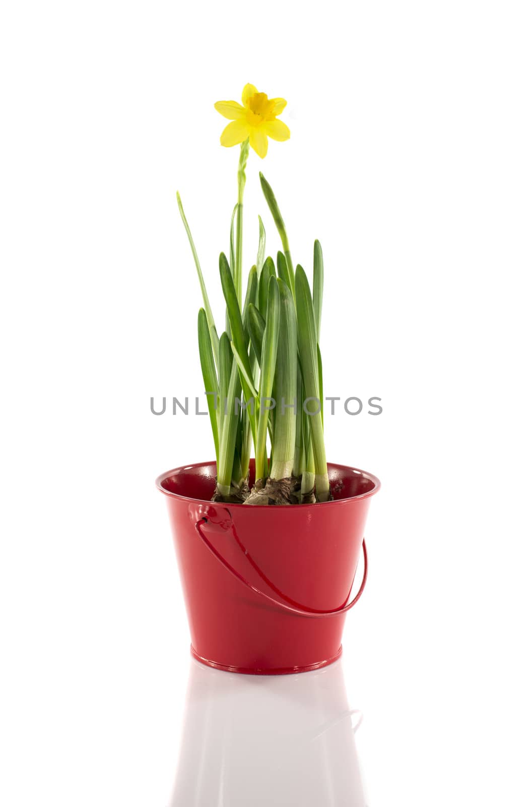 red bucket with yellow narcissus flower in spring