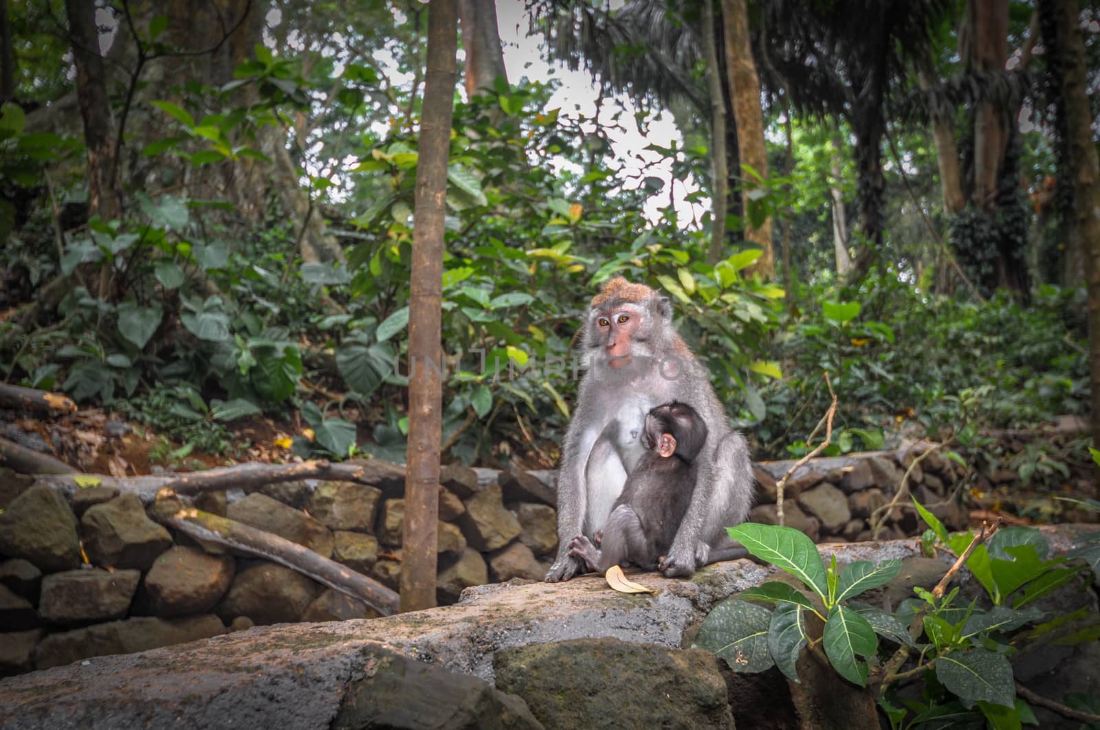 Long-tailed macaques (Macaca fascicularis) in Sacred Monkey Fore by weltreisendertj