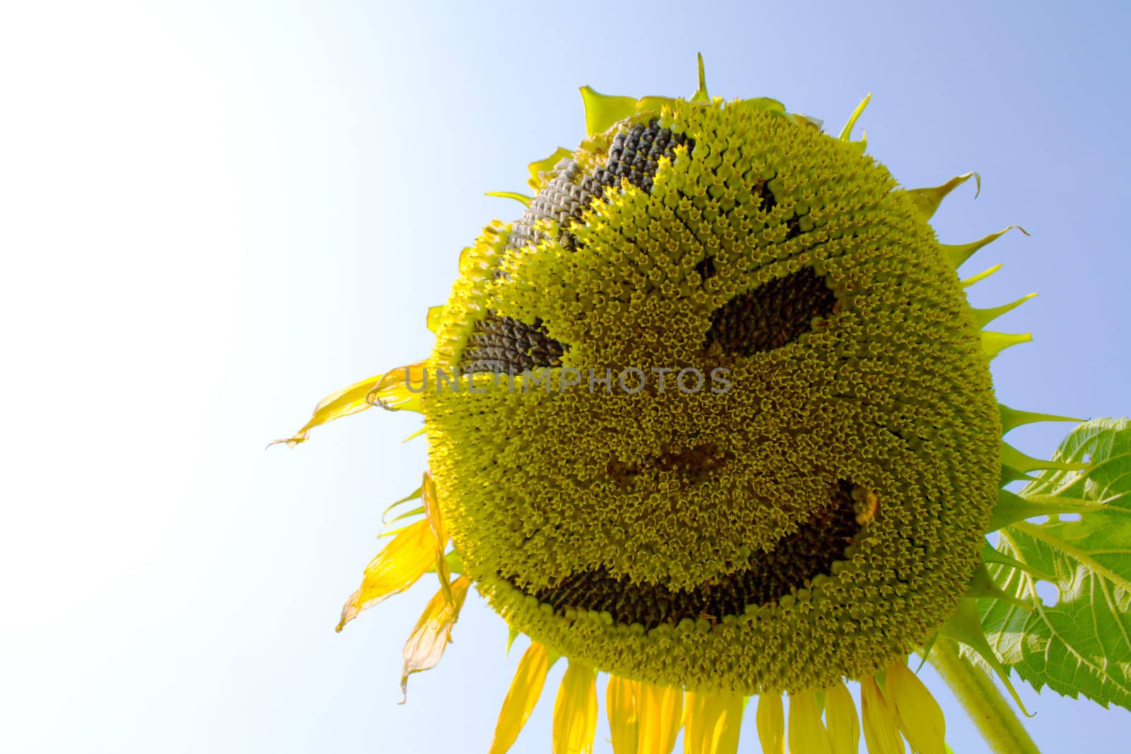 smiling of Sunflower blooming in the blue sky