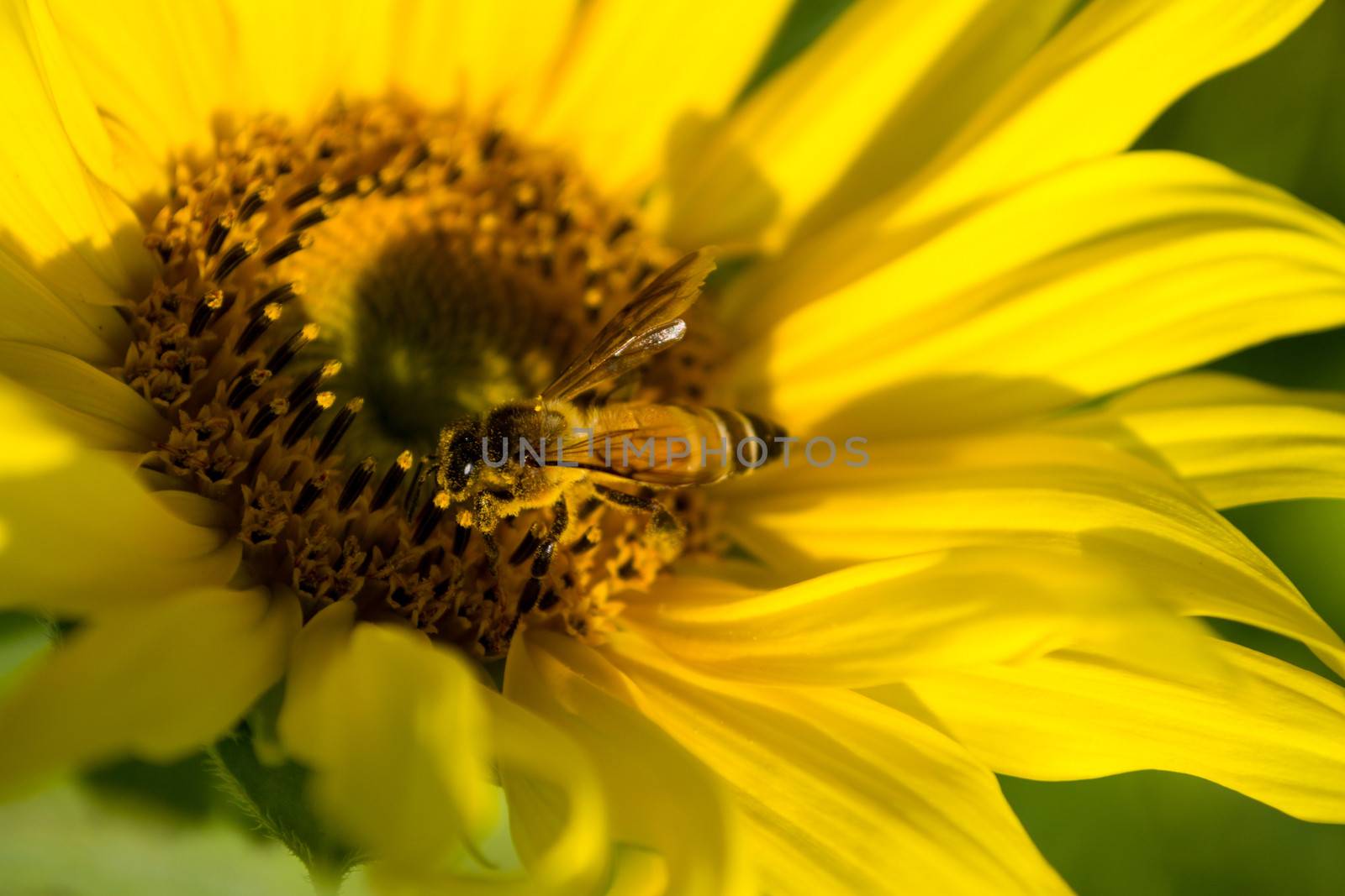 Sunflower blossoming and bee in the gardens