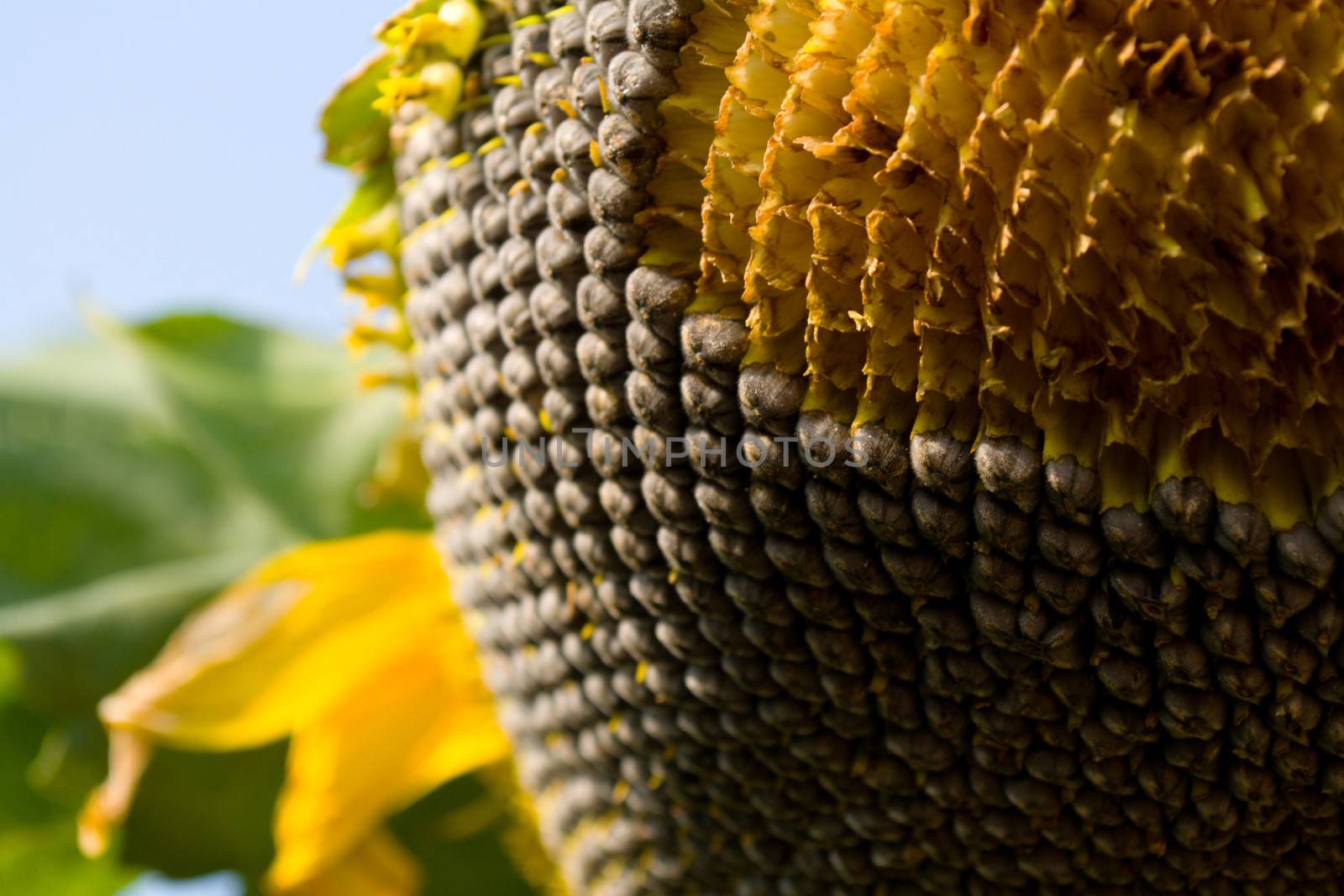 seeds of Sunflower blossoming in the gardens