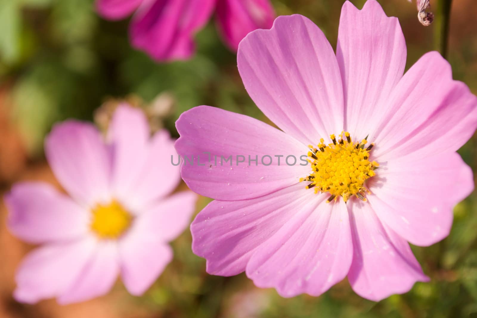 Pink Cosmos flowers in the garden .