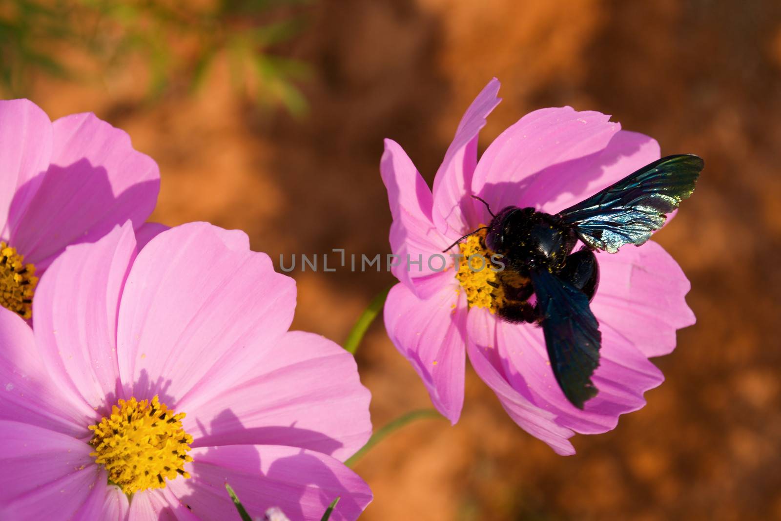 Cosmos flowers and bee by apichart