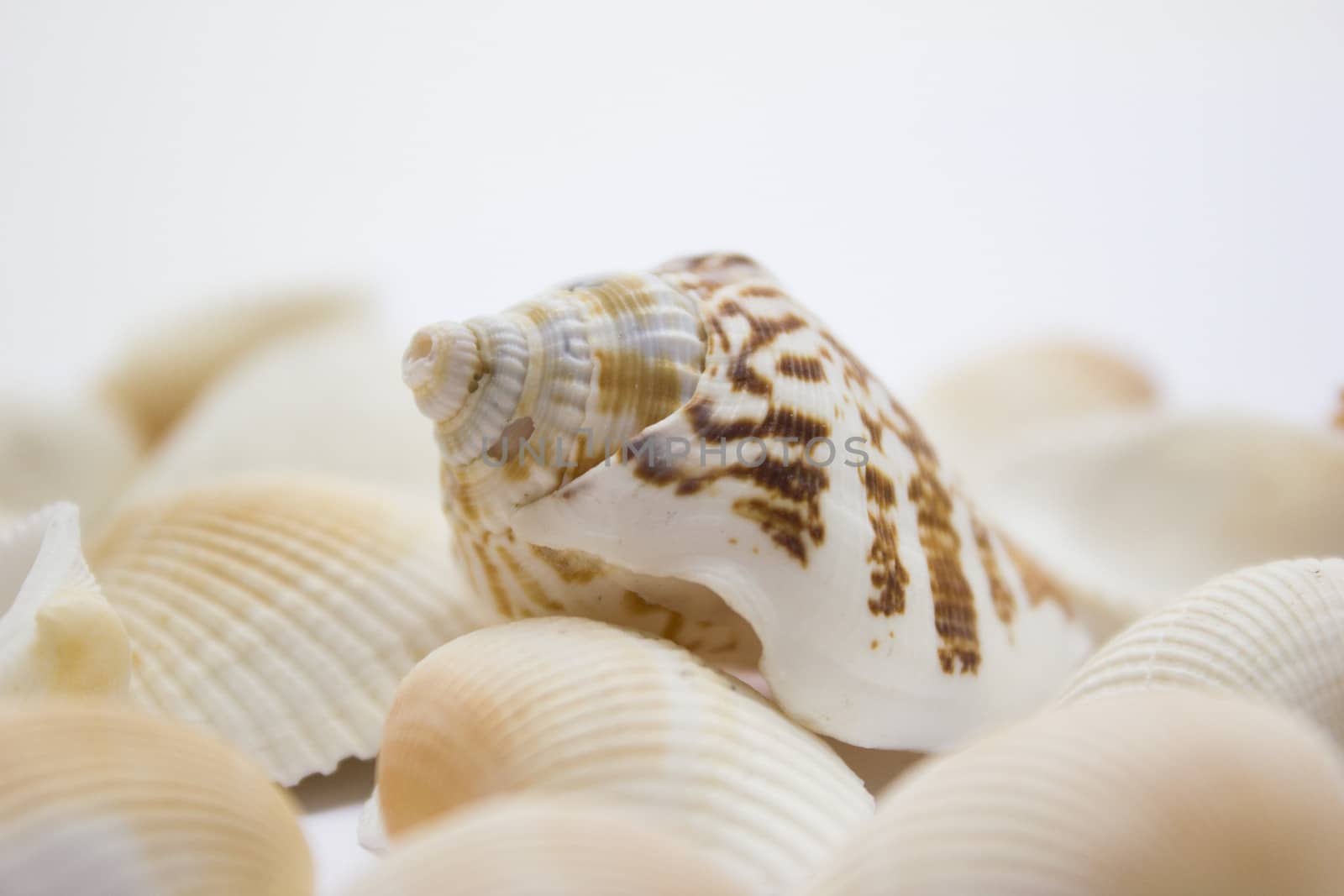 Different soft colored seashells on a white background.