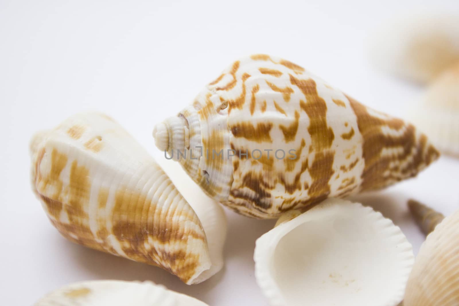 Different soft colored seashells on a white background.
