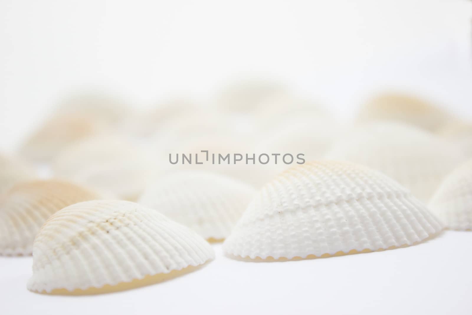 Different soft colored seashells on a white background.