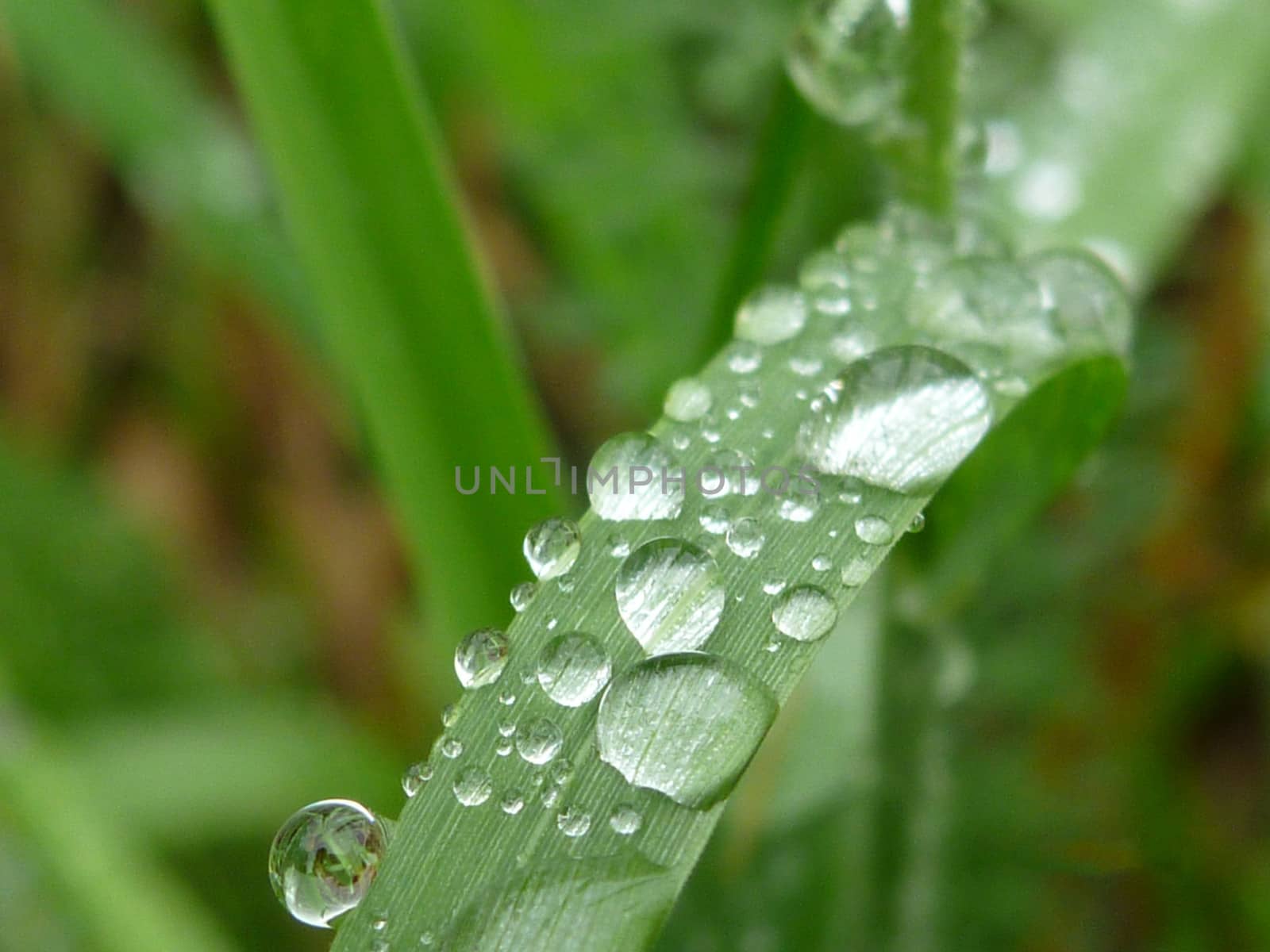 Water drops on grass blade.