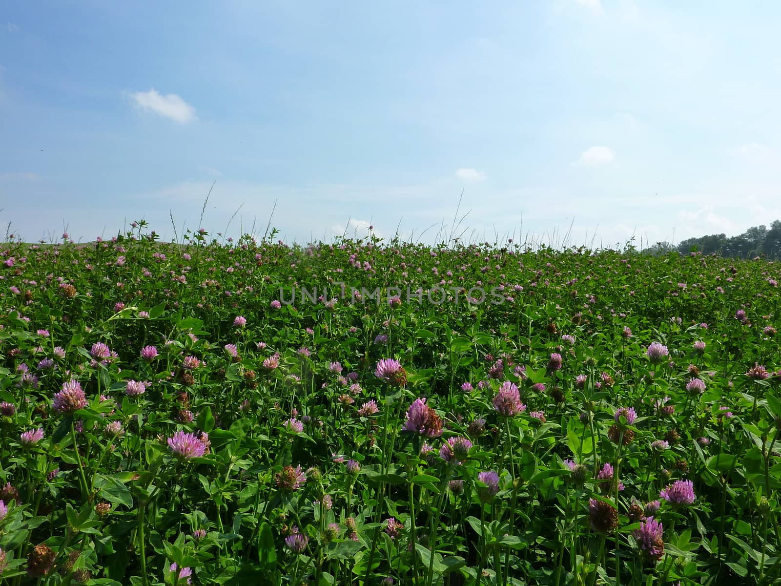 Clover field (Trifolium) with blue sky on background.