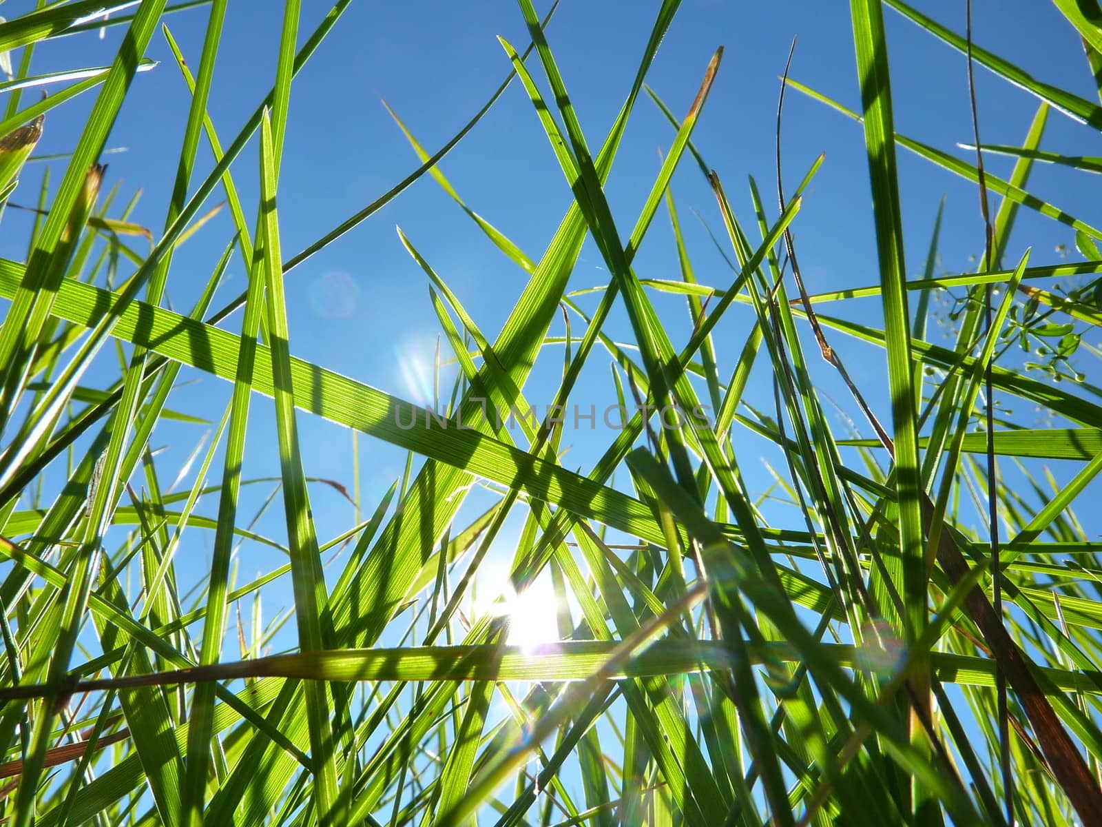 Grass blades against a blue sky and sunshine.