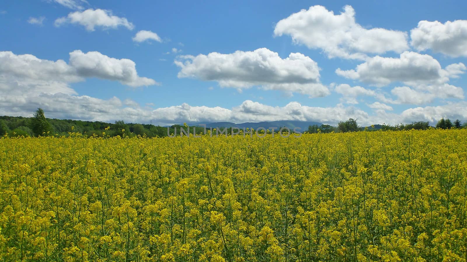Field of rapeseed with blue sky and clouds.