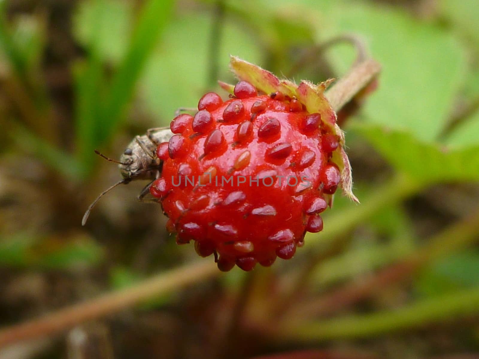 Beetle resting on wild strawberry.