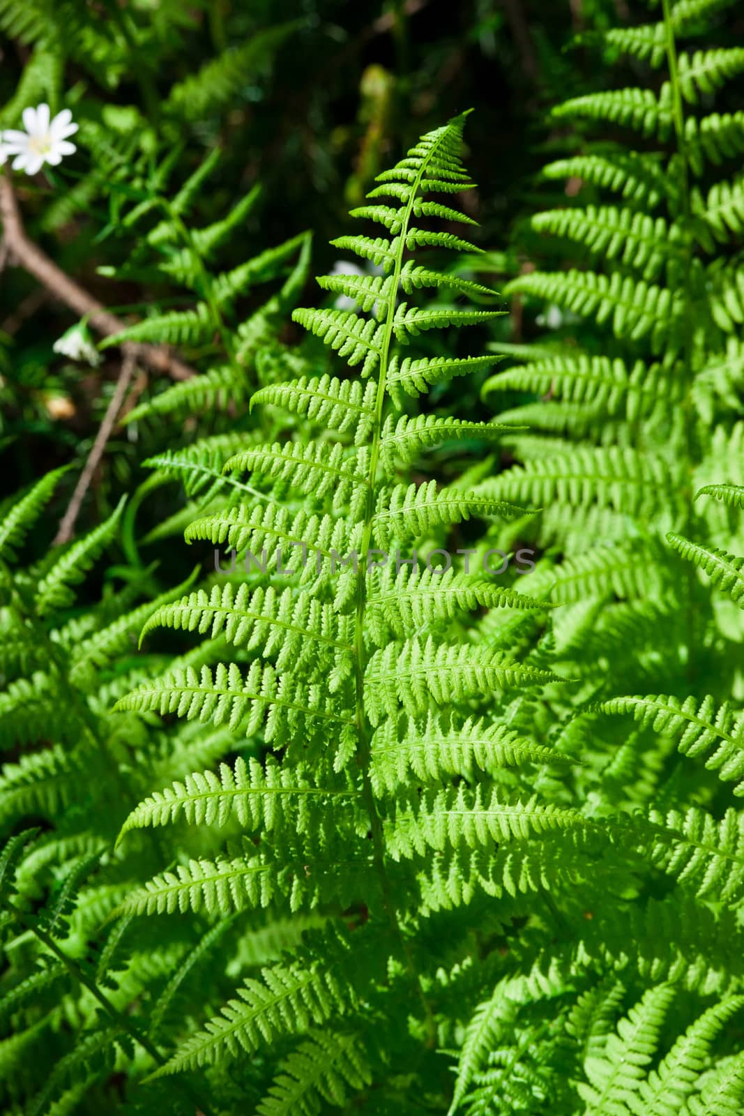 Beautiful leaves of green fern or Cyathea lepifera