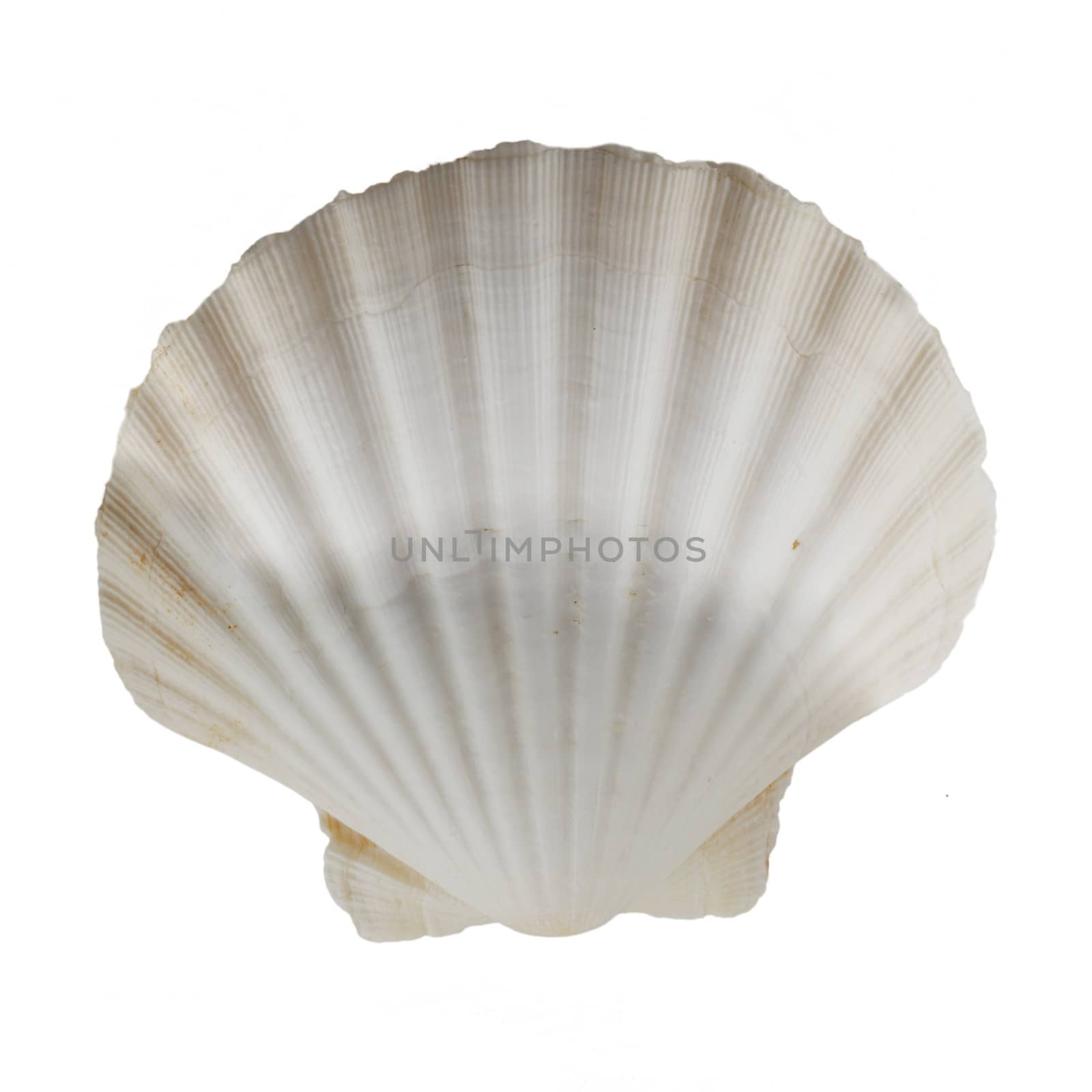 Scallop shell isolated over a white background